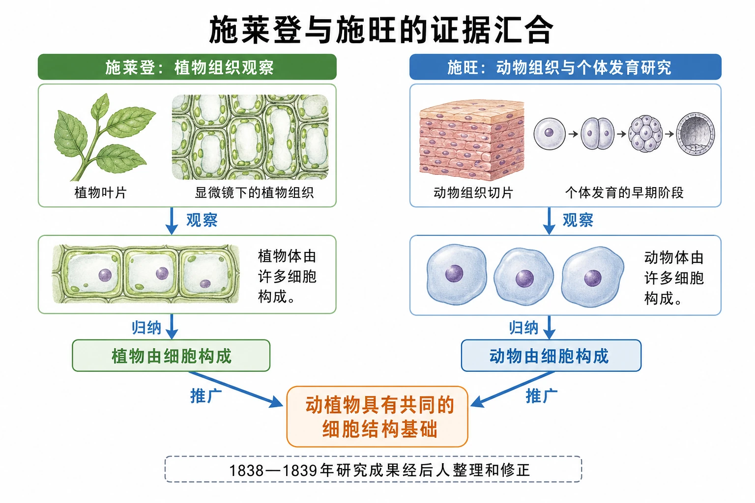 图05：补充知识图（非教材原图）——“施莱登与施旺的证据汇合”