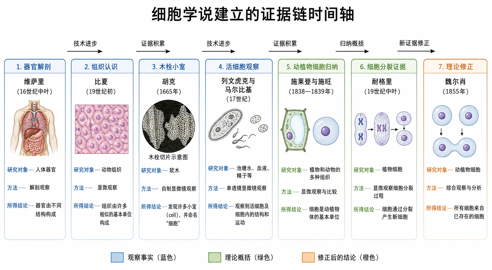 图11：补充知识图（非教材原图）——“细胞学说建立的证据链时间轴