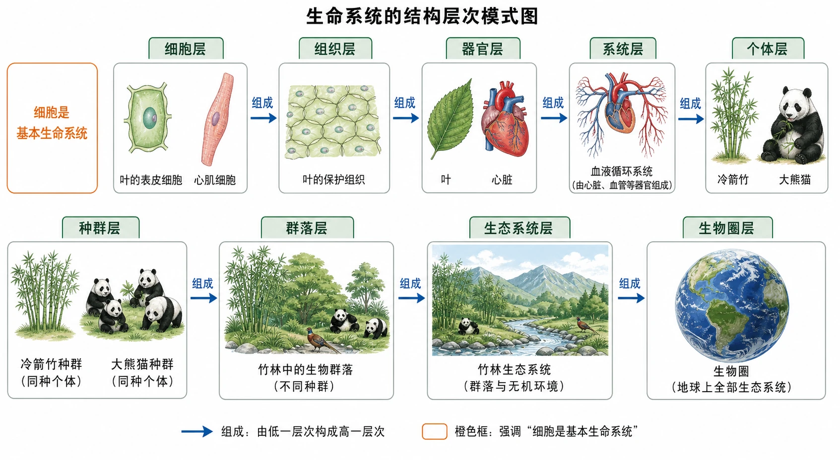 图13：教材图1-3源图组重绘——“生命系统的结构层次模式图”