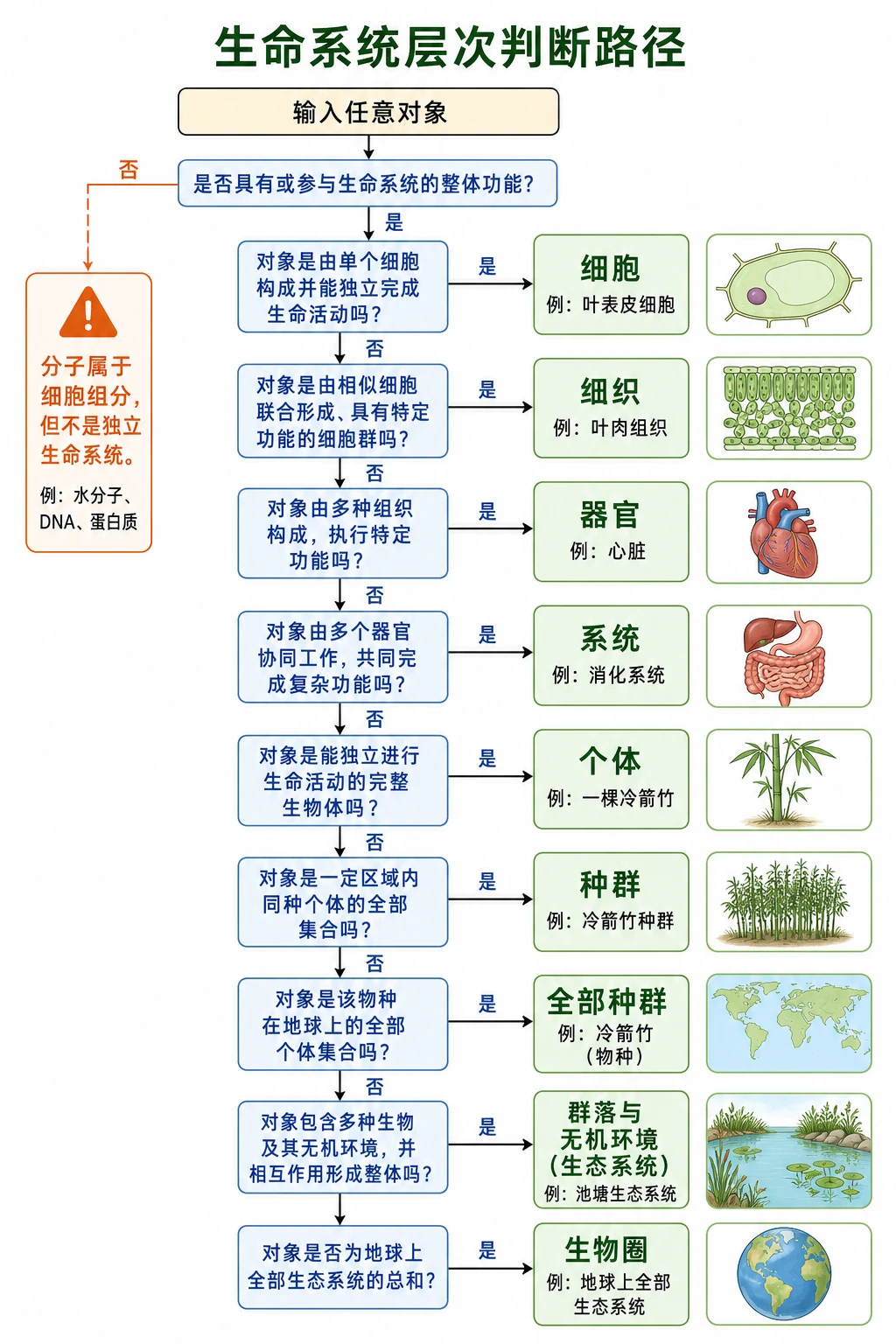 图14：补充知识图（非教材原图）——“生命系统层次判断路径”