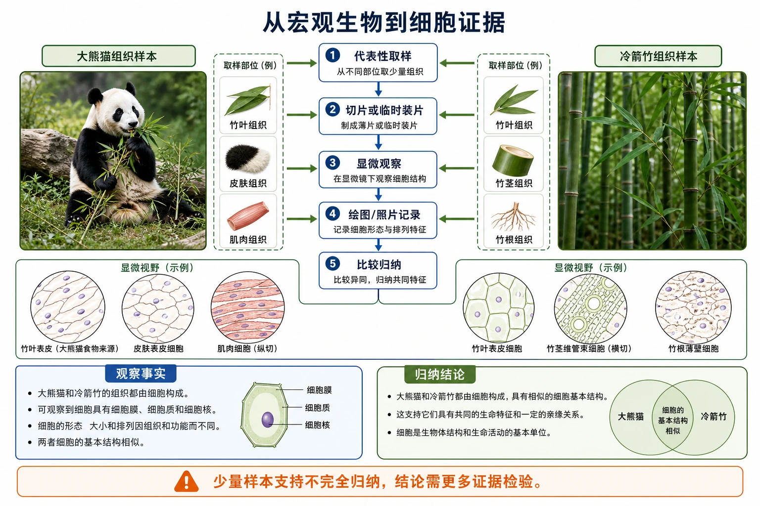 图16：补充知识图（非教材原图）——“从宏观生物到细胞证据”