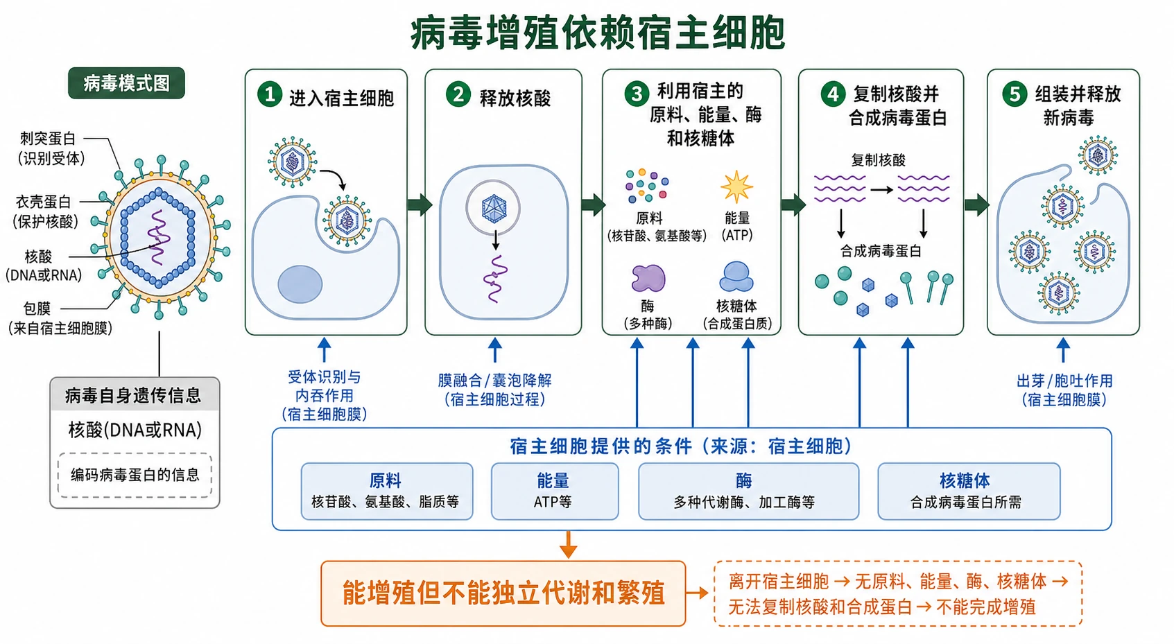 图18：补充知识图（非教材原图）——“病毒增殖依赖宿主细胞”