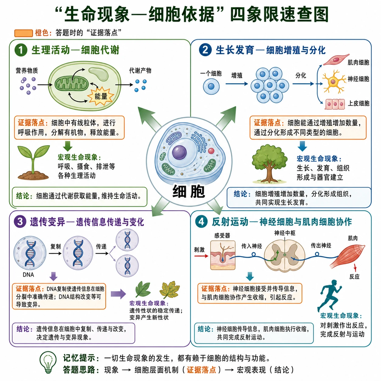 图19：补充知识图（非教材原图）——“生命现象—细胞依据”四象限