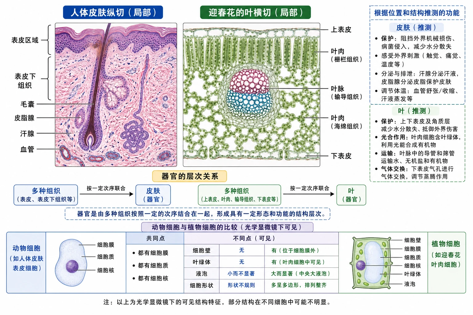 图20：教材练习源图组重绘——“人体皮肤纵切（局部）”与“迎春花