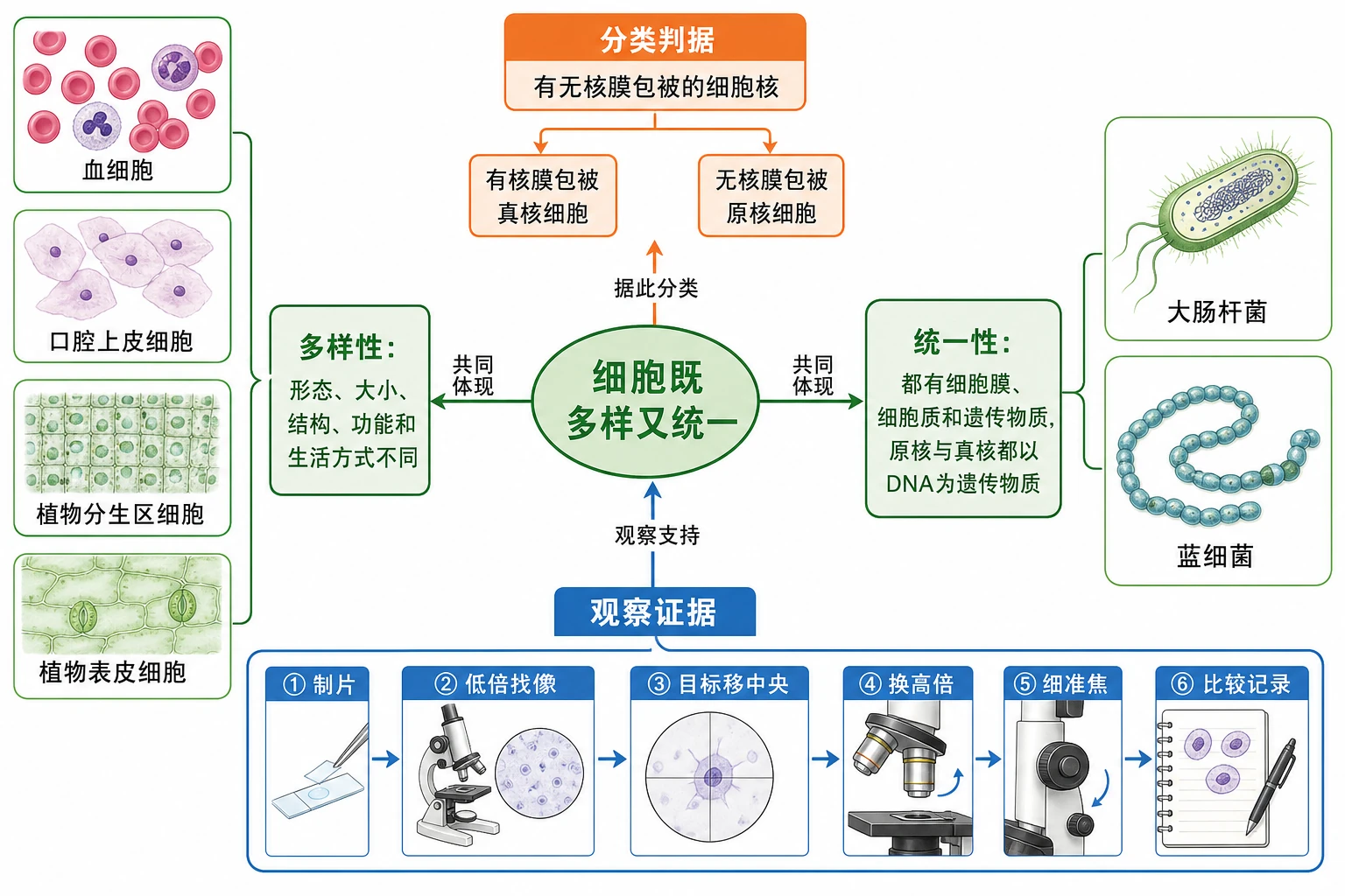 图01:补充知识图(非教材原图)——本节整体知识信息结构图