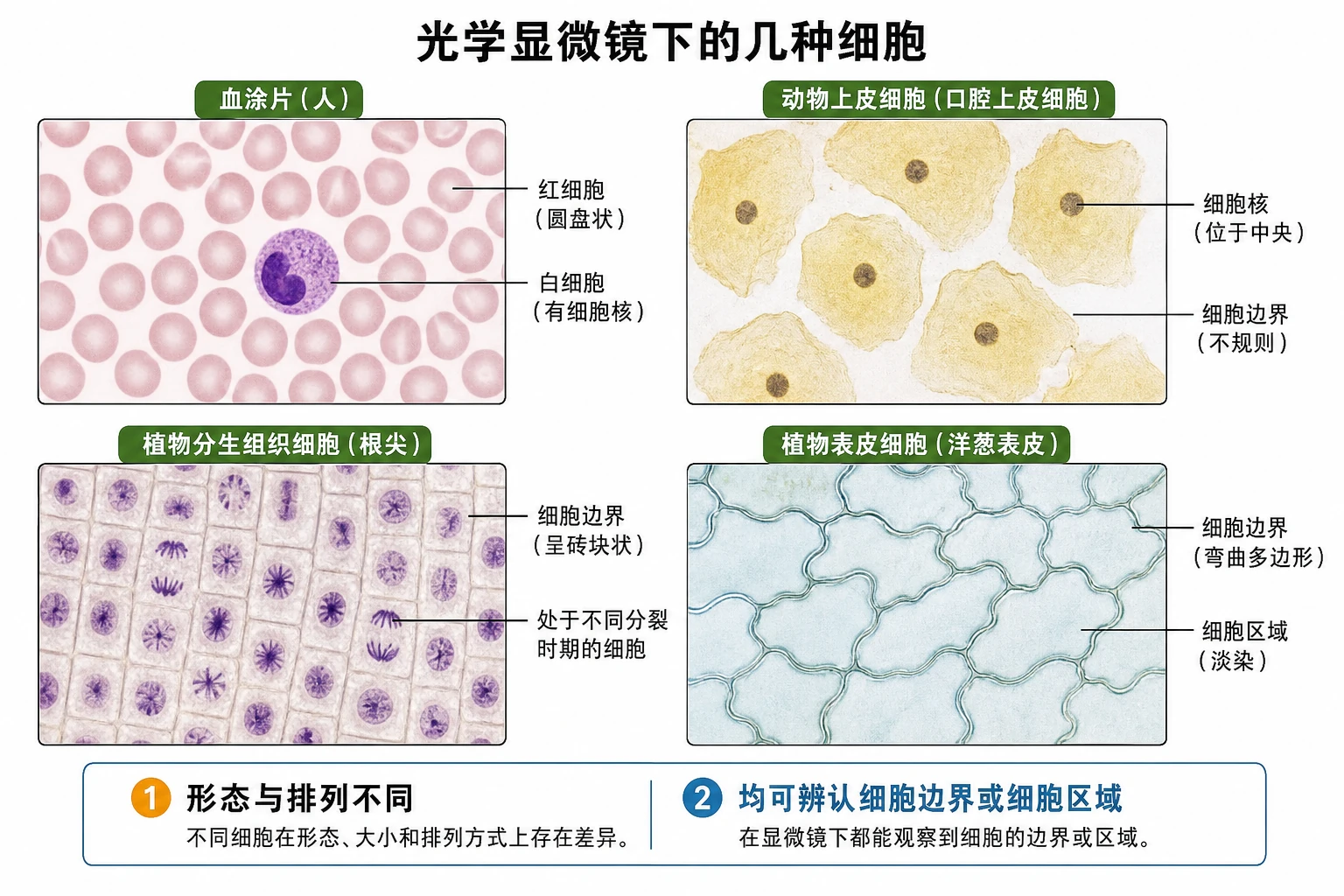 图02:教材“光学显微镜下的几种细胞”源图重绘