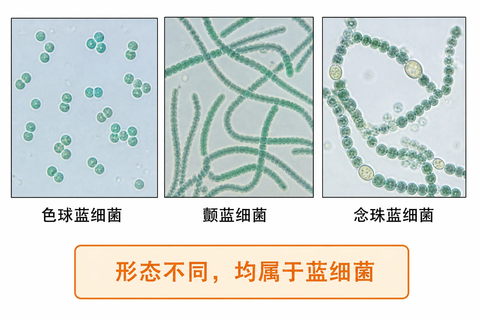 图03:教材图1-4源图组重绘——“几种蓝细菌”