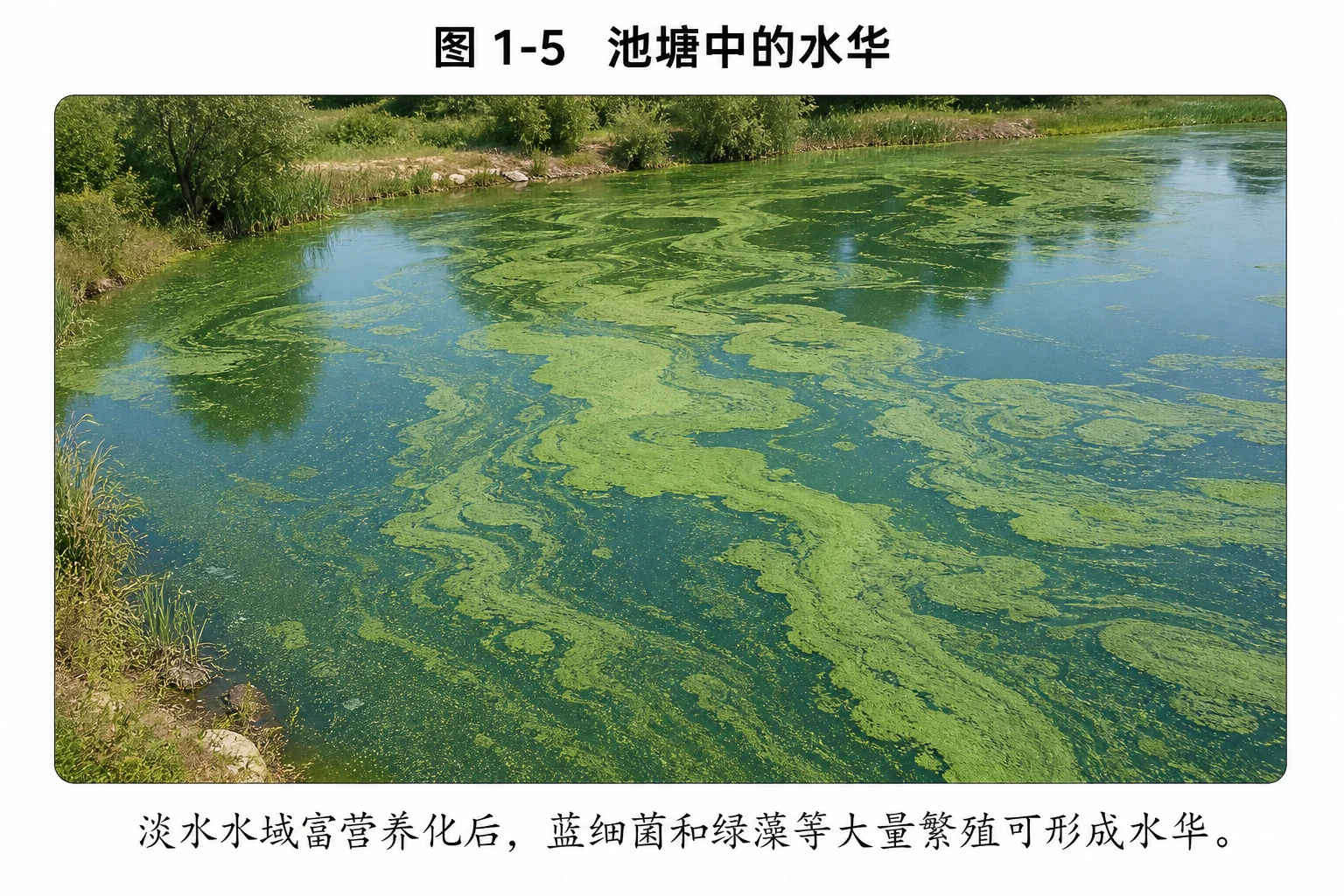 图04:教材图1-5源图重绘——“池塘中的水华”