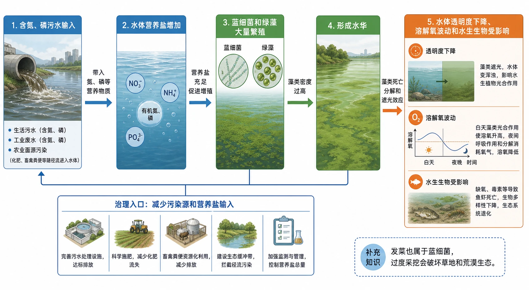 图05:补充知识图(非教材原图)——“水体富营养化与水华形成的因