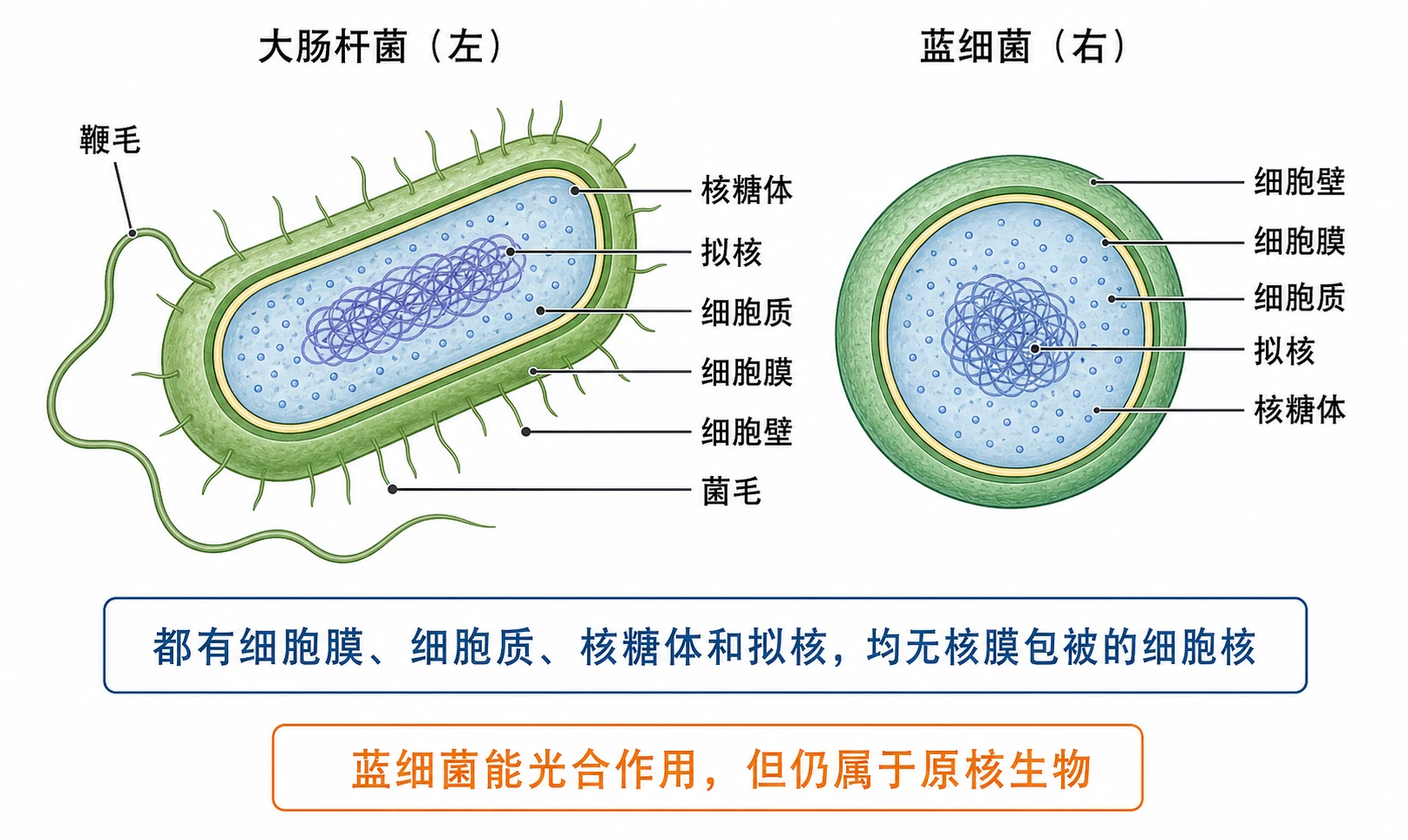 图08:教材图1-6源图重绘——“大肠杆菌(左)和蓝细菌(右)细