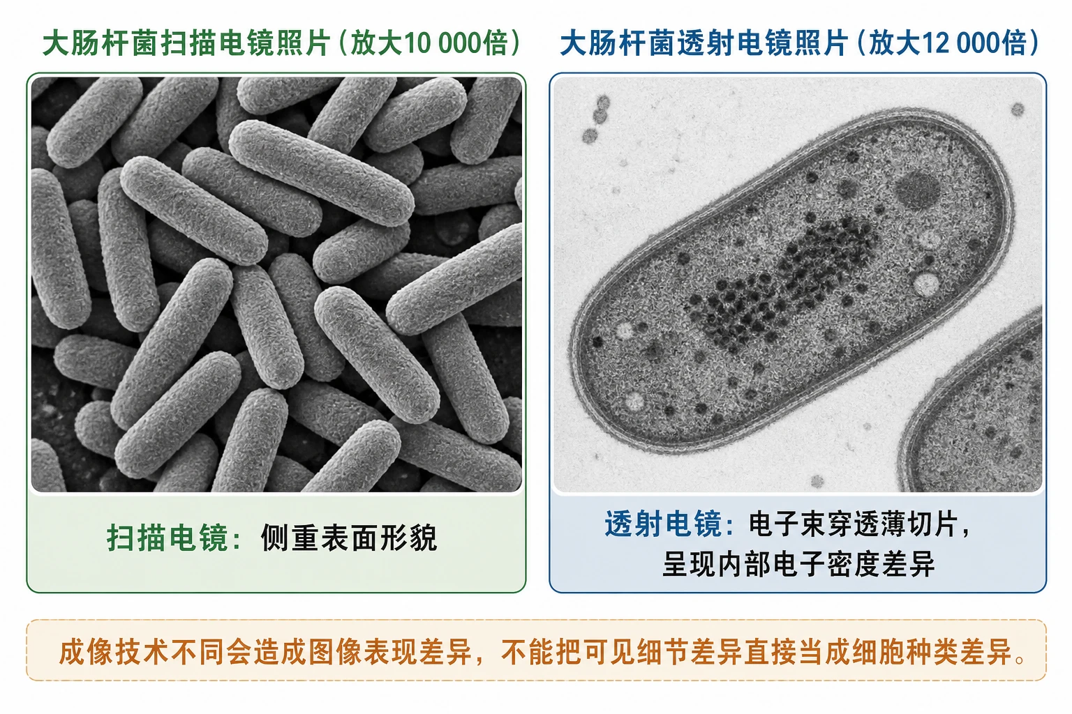 图10:教材电镜照片源图组重绘——“大肠杆菌扫描电镜照片(放大1