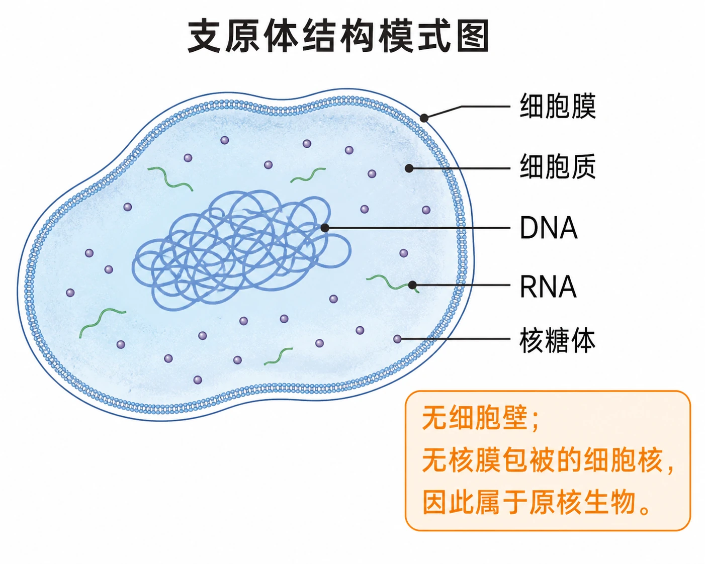 图11:教材练习源图重绘——“支原体结构模式图”