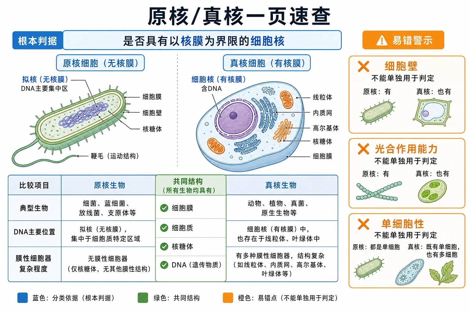 图12:补充知识图(非教材原图)——“原核/真核一页速查”