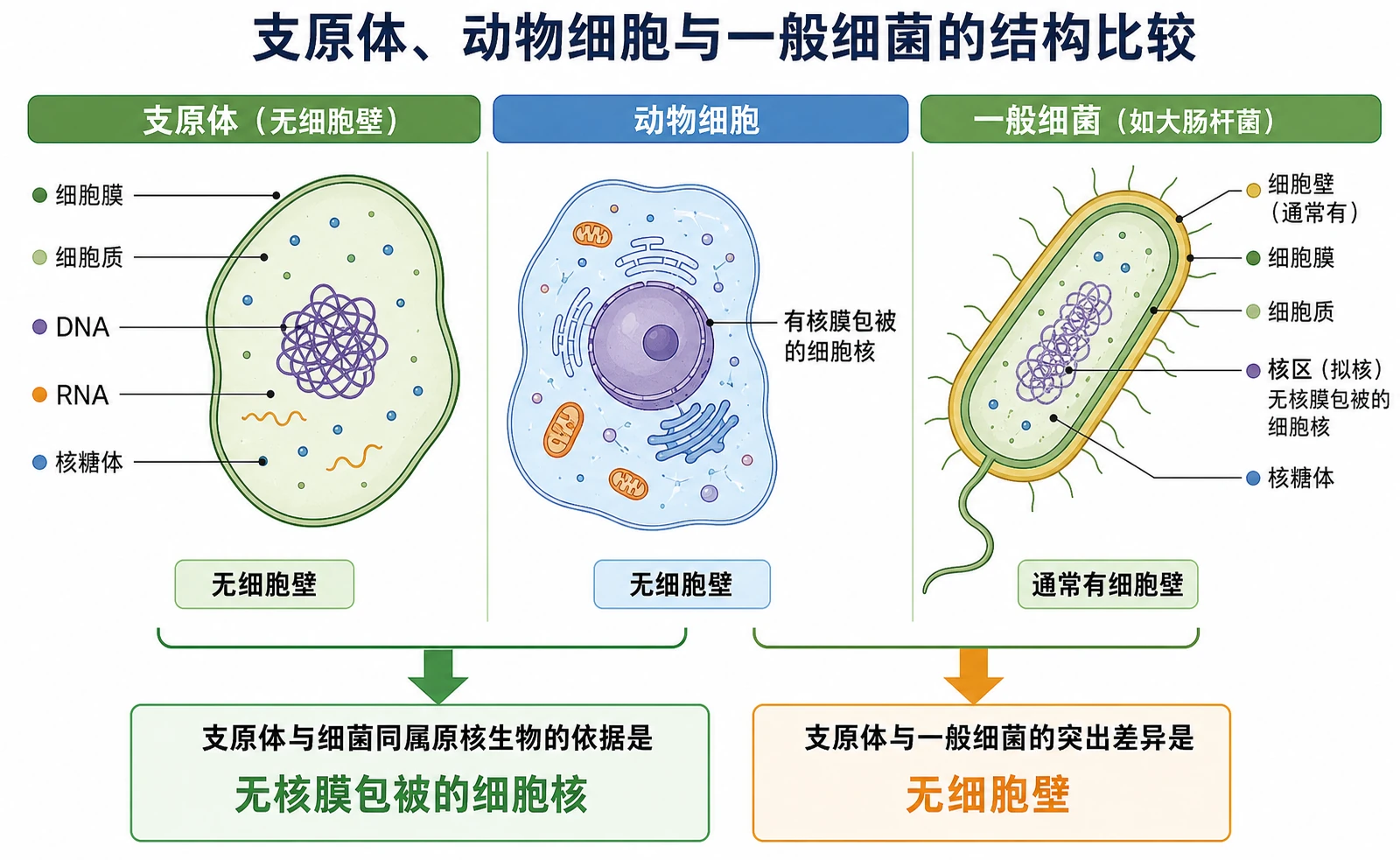 图13:补充知识图(非教材原图)——“支原体、动物细胞与一般细菌