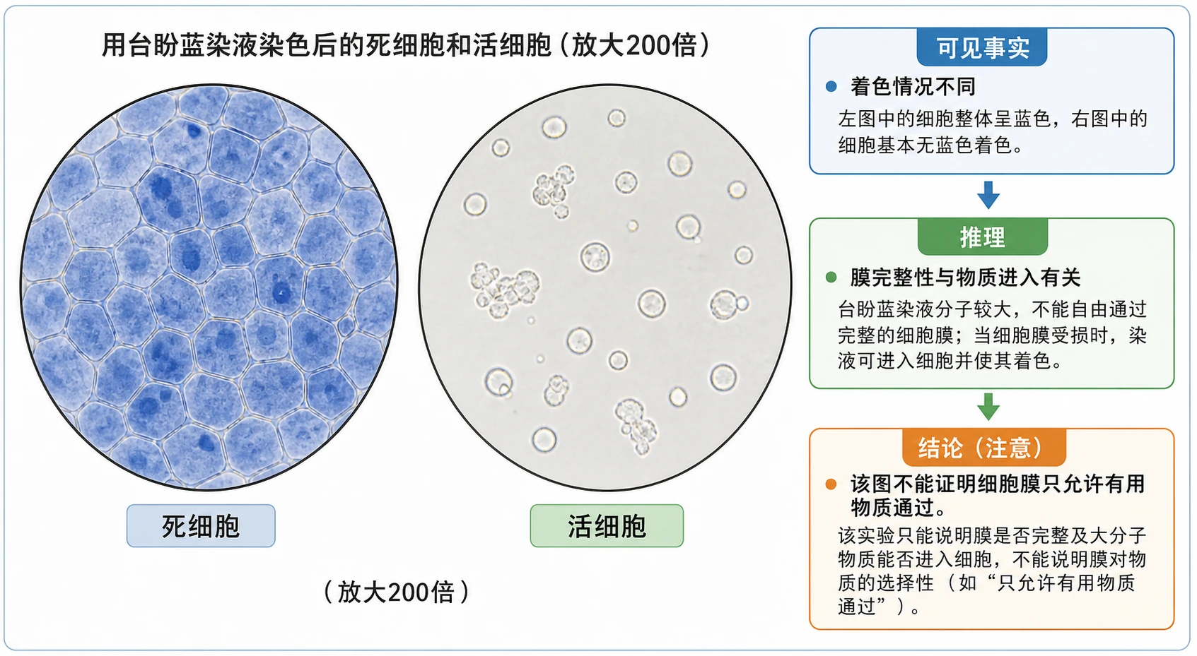 图02：教材“问题探讨”源图重绘——“用台盼蓝染液染色后的死细胞