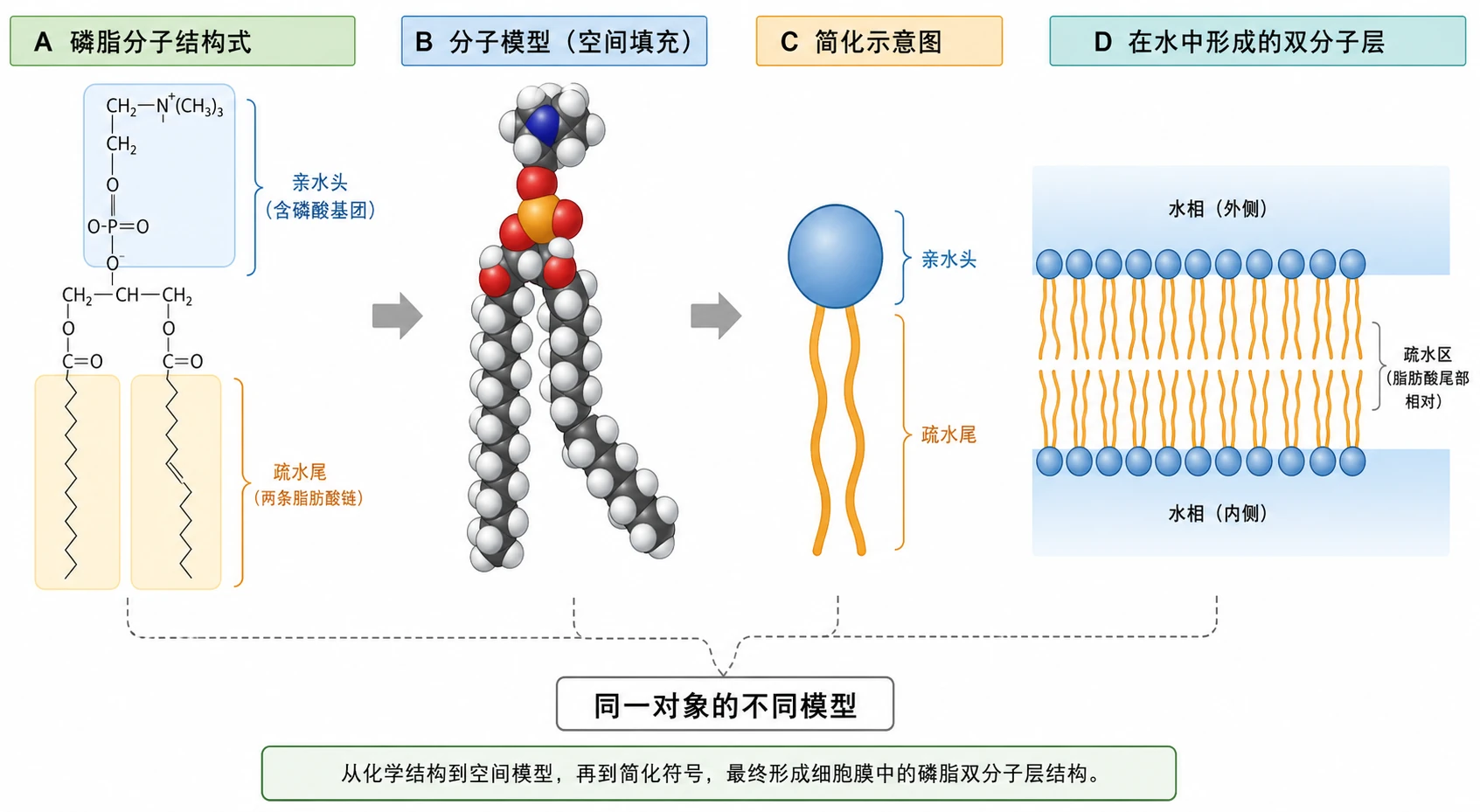 图05：教材“磷脂分子系列图”源图组重绘——“磷脂分子结构式、分