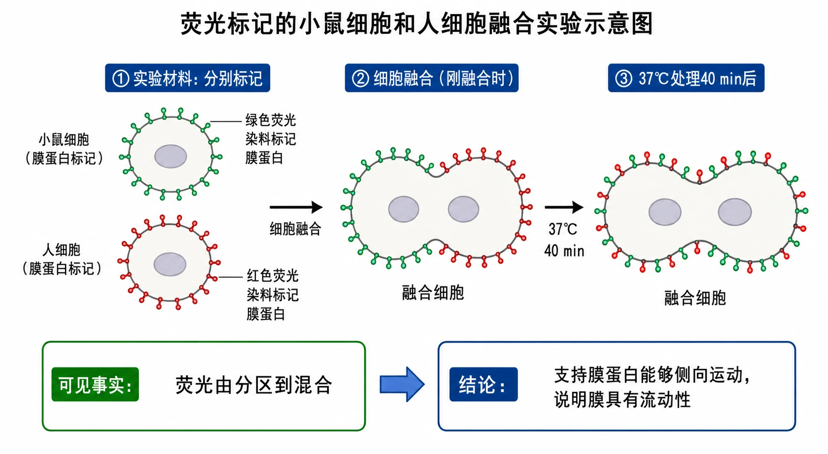 图09：教材图3-4源图重绘——“荧光标记的小鼠细胞和人细胞融合