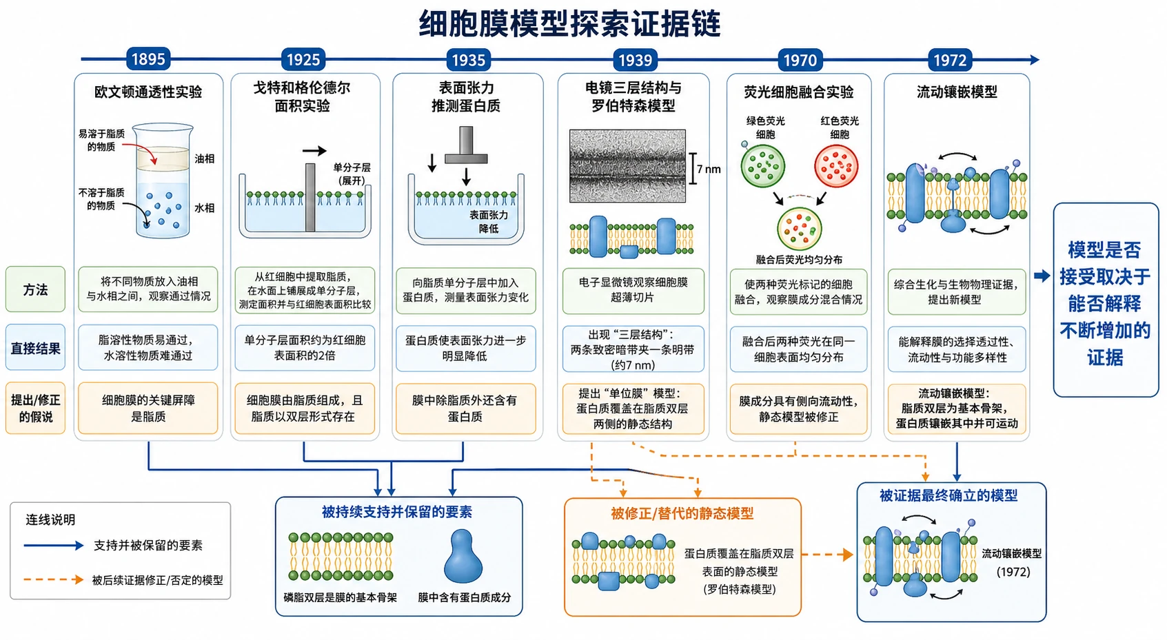 图10：补充知识图（非教材原图）——“细胞膜模型探索证据链”