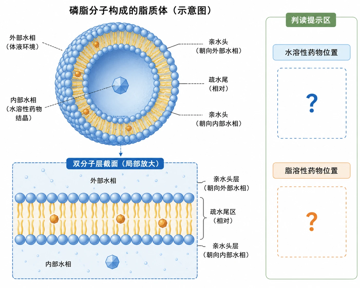 图11：教材“拓展应用第2题”源图重绘——“磷脂分子构成的脂质体
