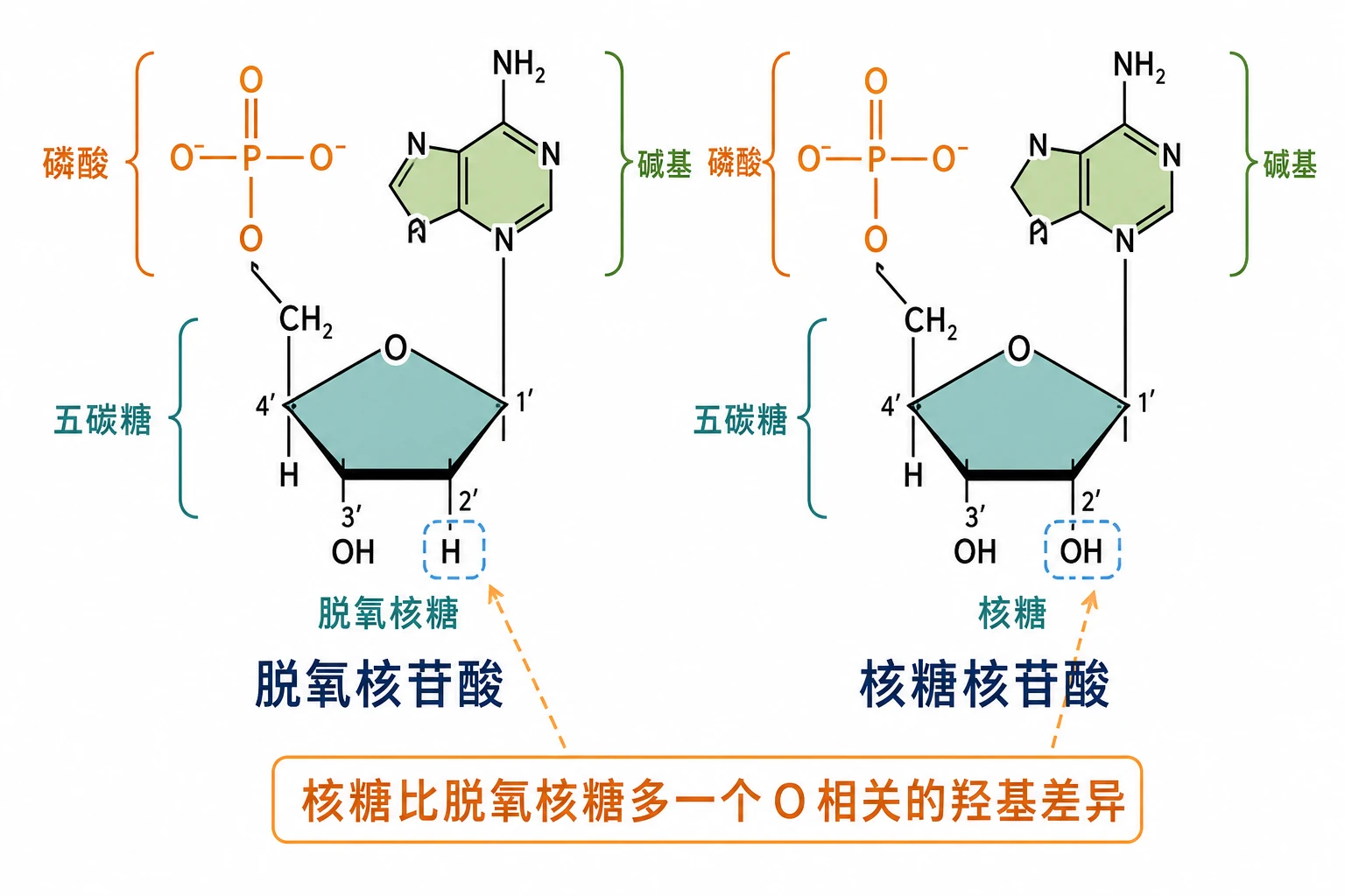 图03:教材图2-15源图重绘——“脱氧核苷酸和核糖核苷酸”