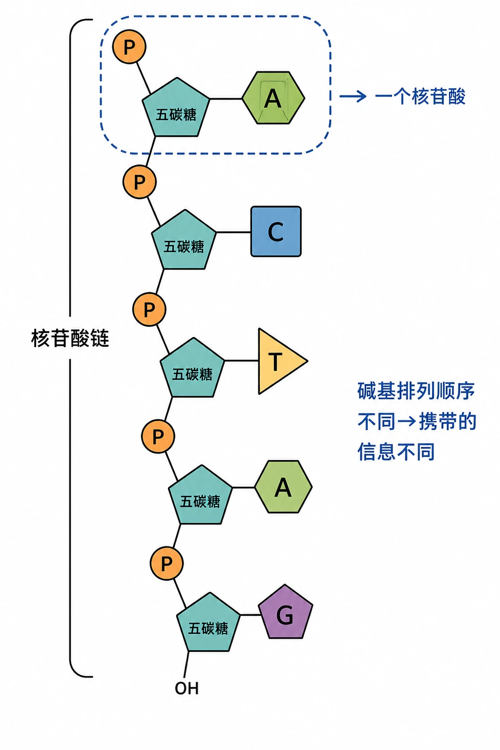 图04:教材图2-14源图重绘——“核苷酸连接而成的长链”