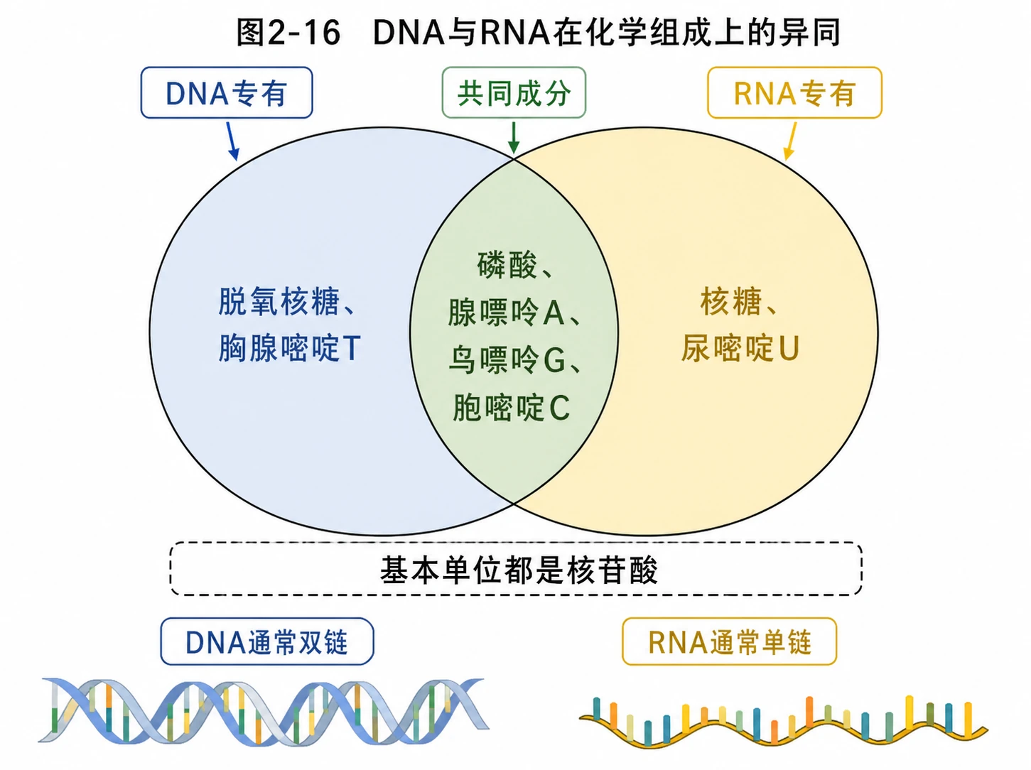图05:教材图2-16源图重绘——“DNA与RNA在化学组成上的