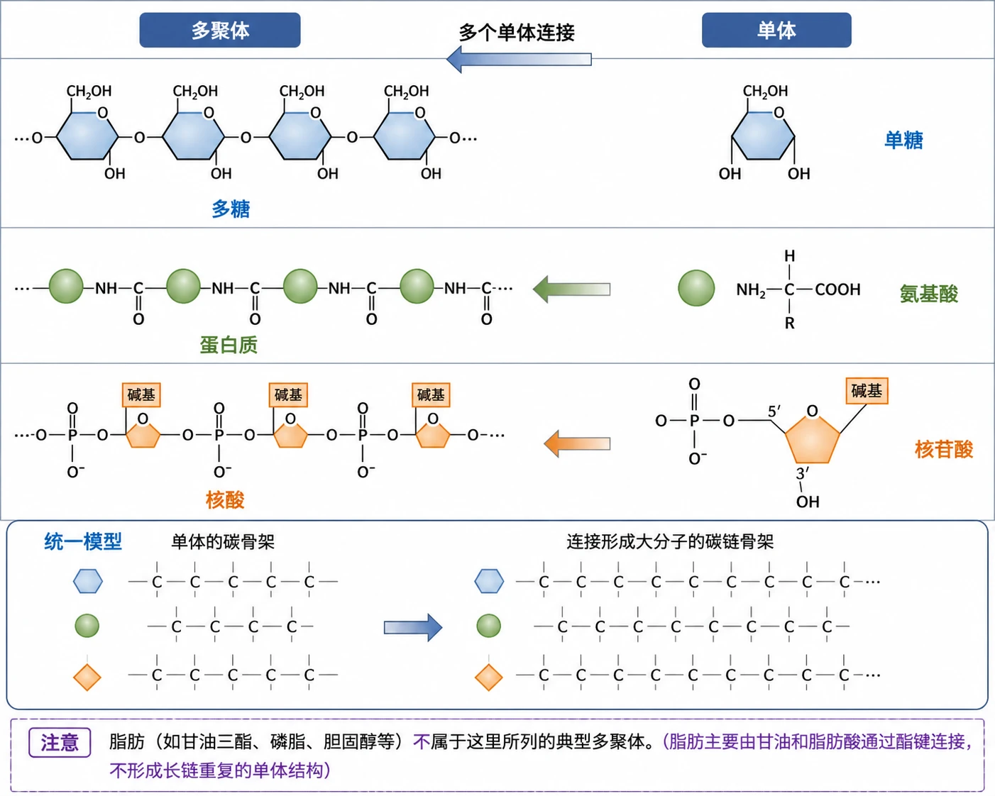 图06:教材图2-17源图重绘——“生物大分子是由许多单体连接成