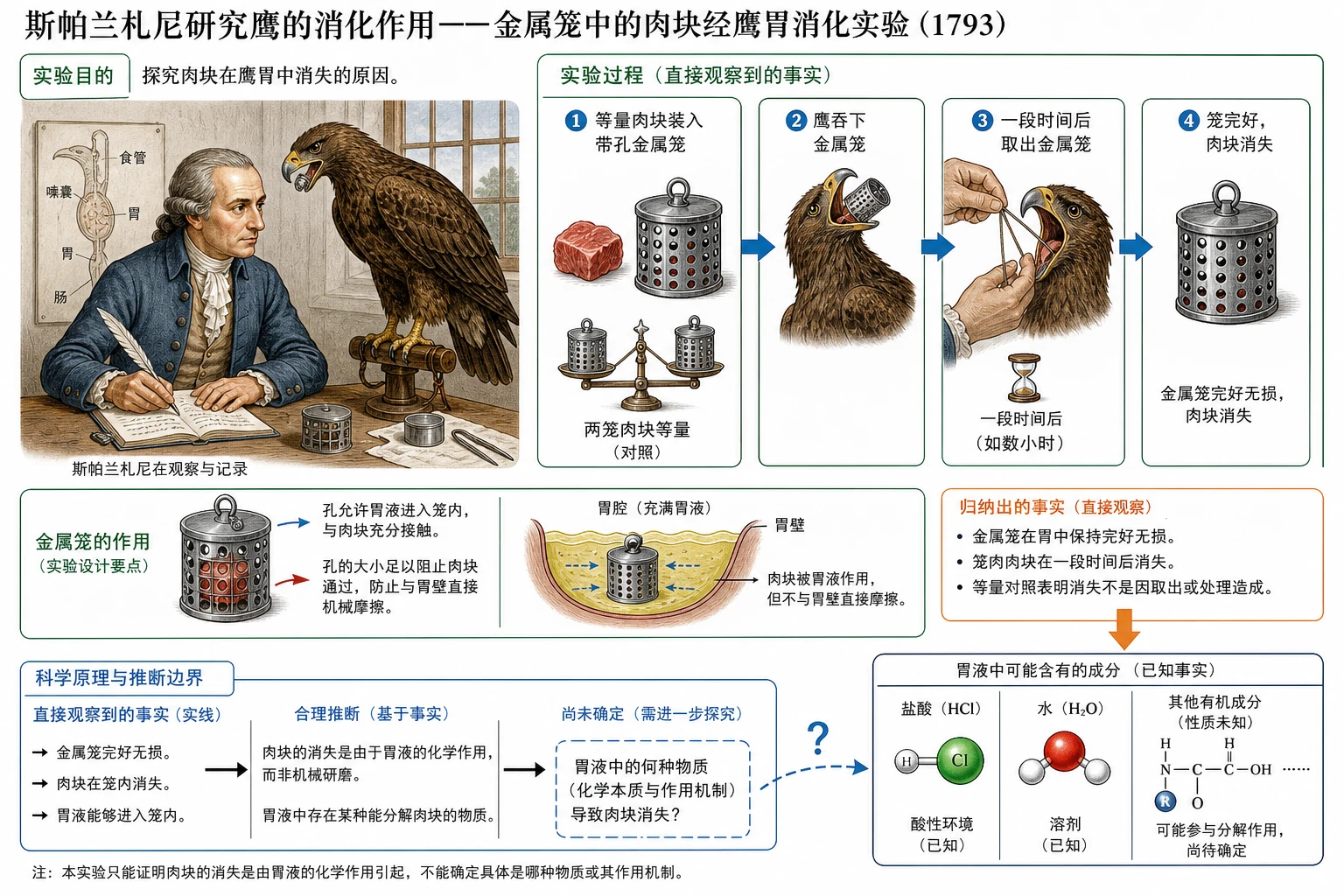 图02：教材“斯帕兰札尼研究鹰的消化作用”源图重绘——“金属笼中