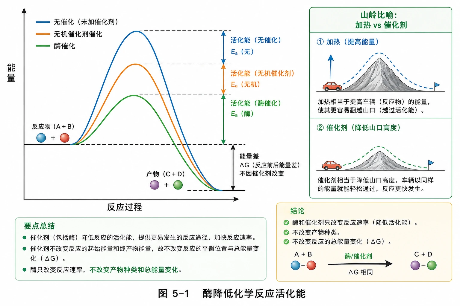 图03：教材图5-1源图重绘——“酶降低化学反应活化能”