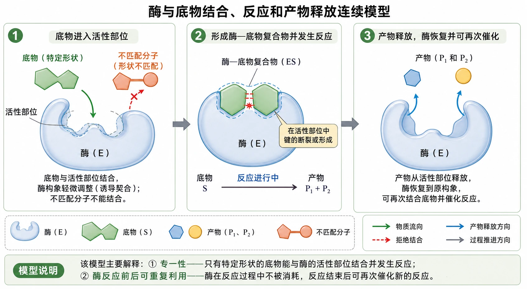 图04：教材拓展应用“酶作用模型”源图组重绘——“酶与底物结合、