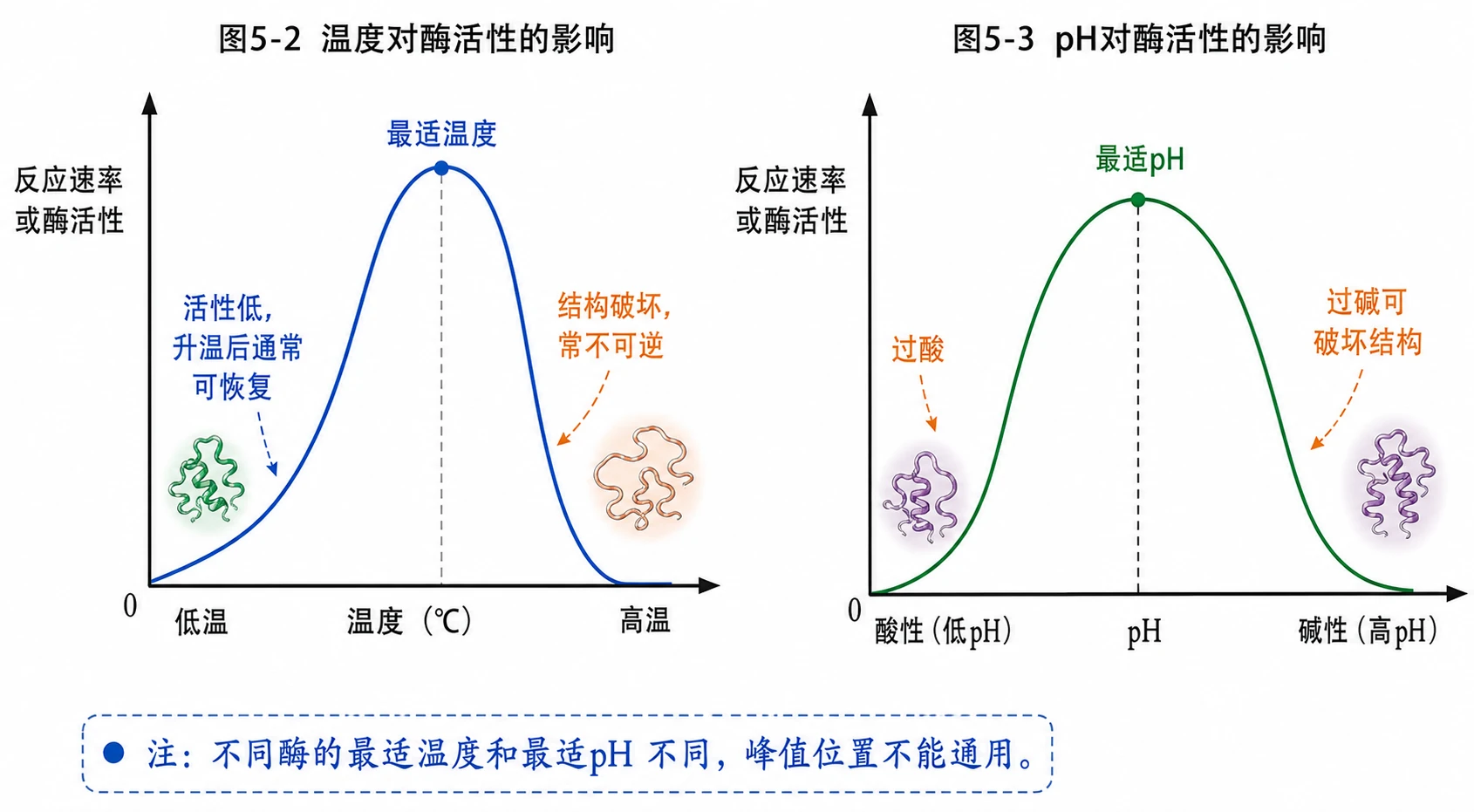 图05：教材图5-2、图5-3源图组重绘——“温度和pH对酶活性