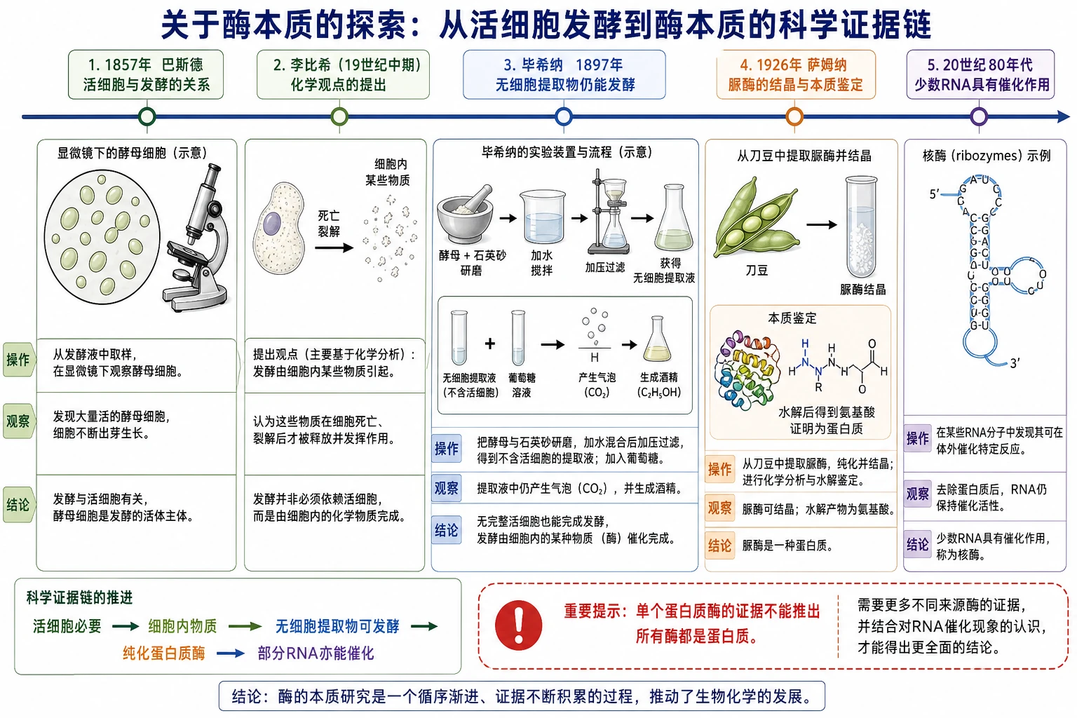 图09：教材“关于酶本质的探索”源图组重绘——“从活细胞发酵到酶