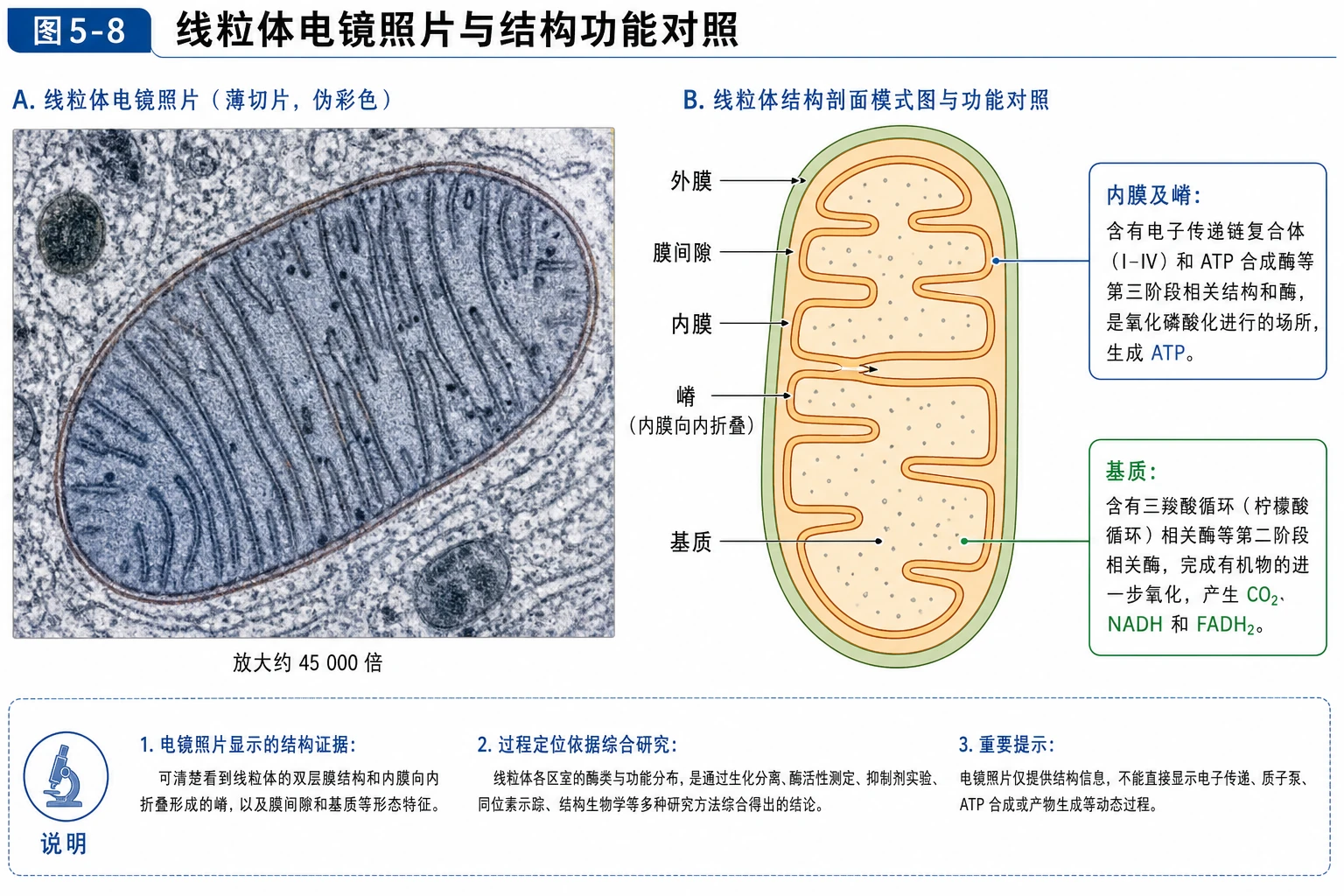 图03：教材图5-8源图重绘——“线粒体电镜照片与结构功能对照”