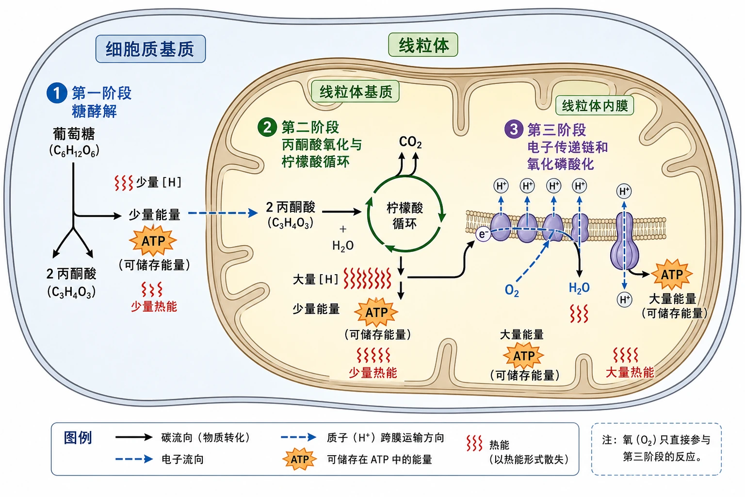 图04：教材图5-9源图重绘——“有氧呼吸三阶段空间过程”