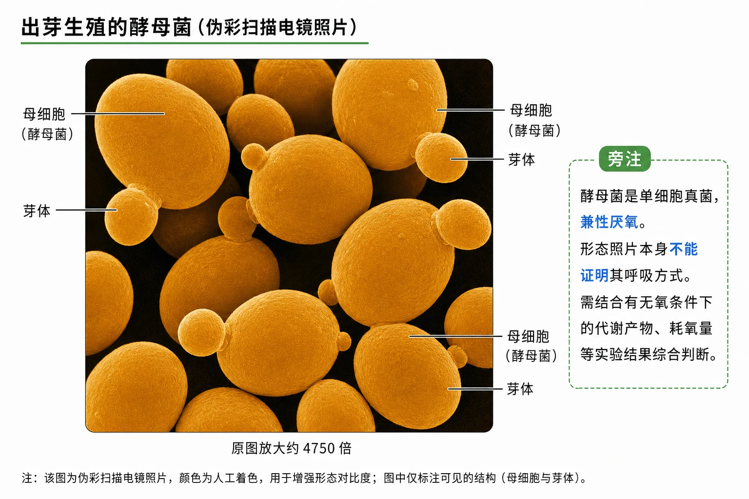 图06：教材“酵母菌电镜照片”源图重绘——“出芽生殖的酵母菌”