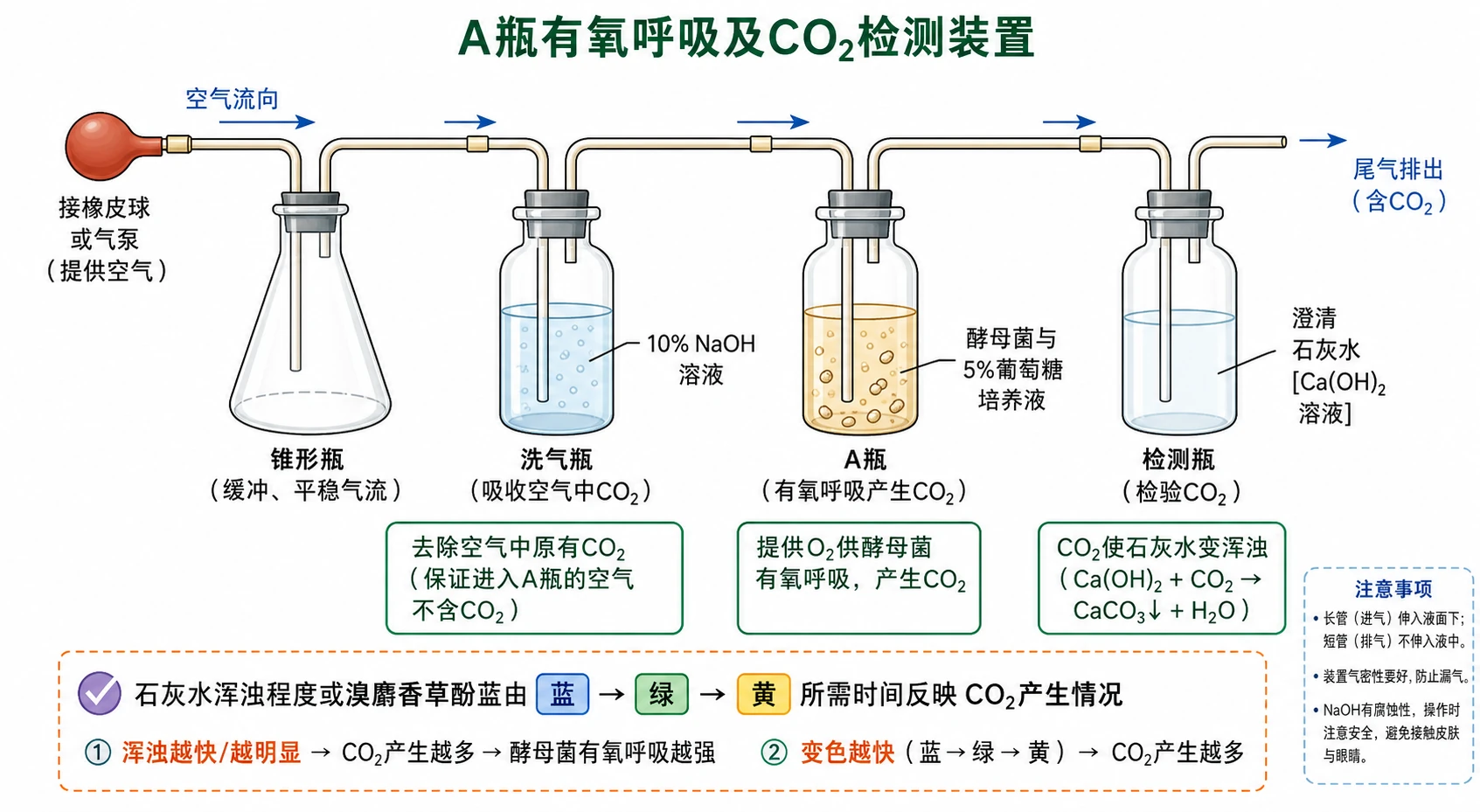 图07：教材“有氧条件酵母菌呼吸装置”源图重绘——“A瓶有氧呼吸