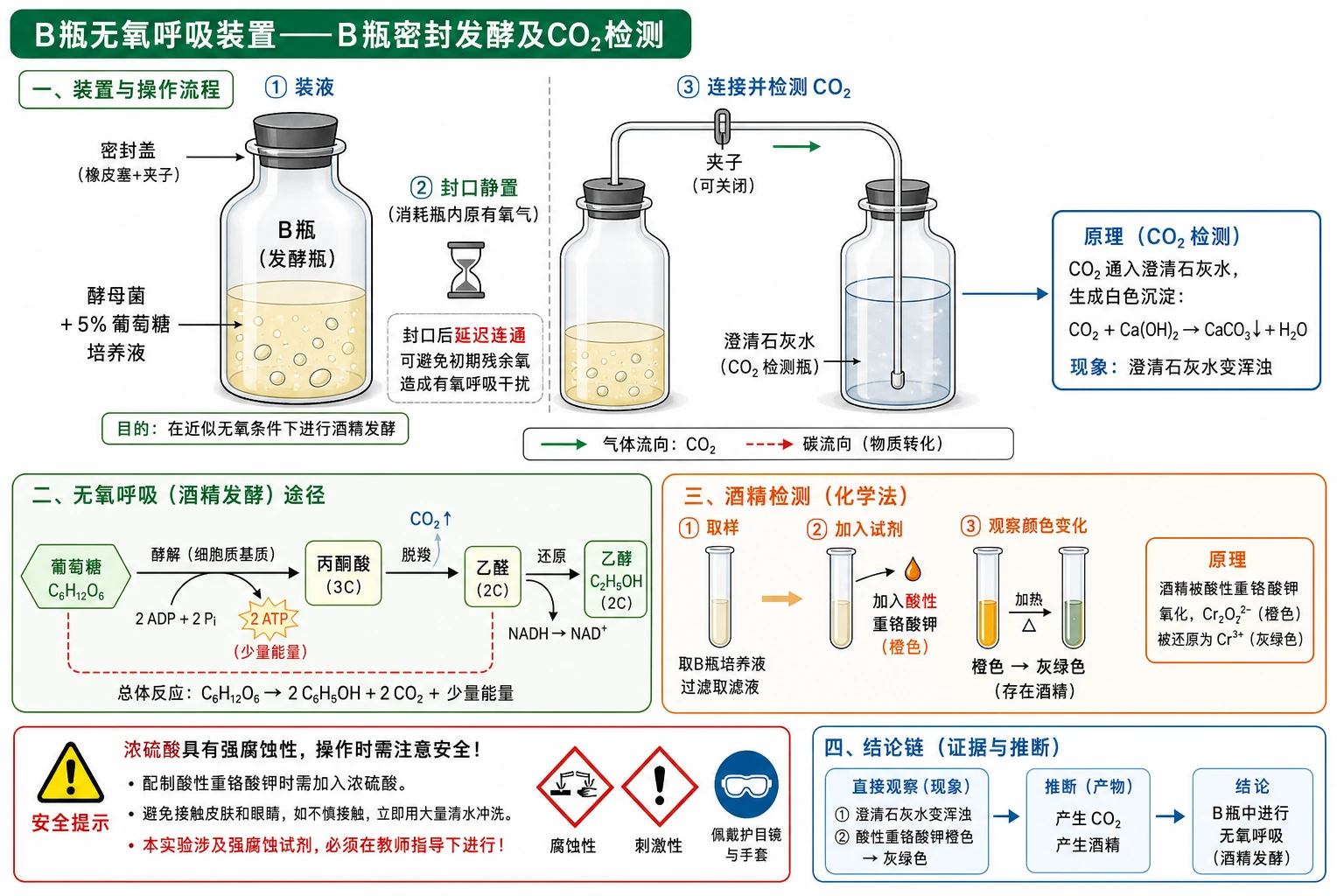 图08：教材“B瓶无氧呼吸装置”源图重绘——“B瓶密封发酵及CO