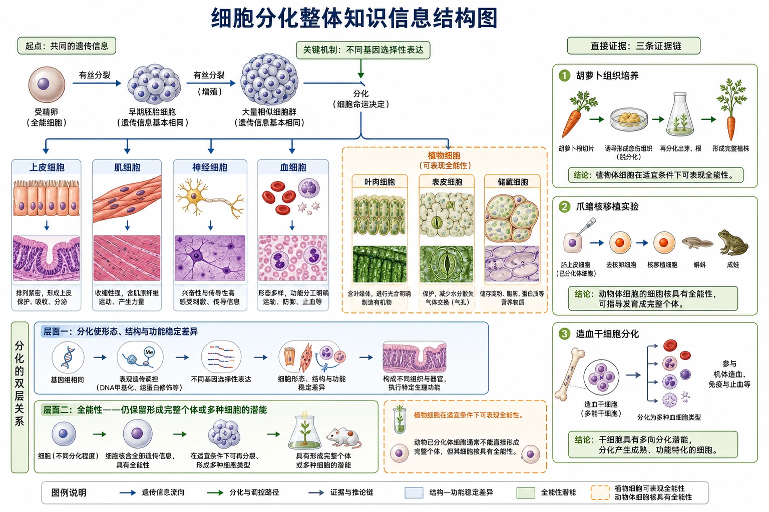 图01:补充知识图(非教材原图)——“细胞分化整体知识信息结构图