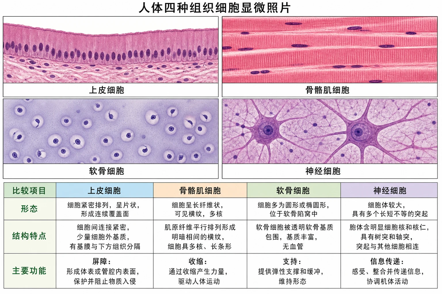 图03:教材“比较构成人体组织的细胞”源图组重绘——“人体四种组