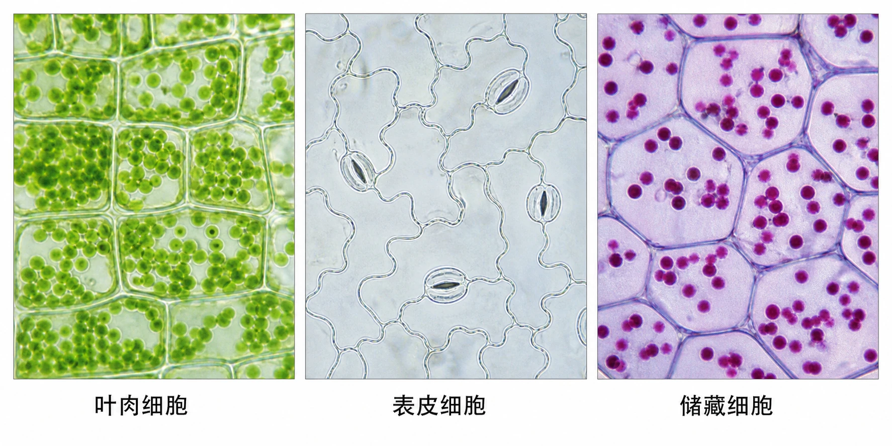 图04:教材图6-5源图组重绘——“植物体的不同细胞”