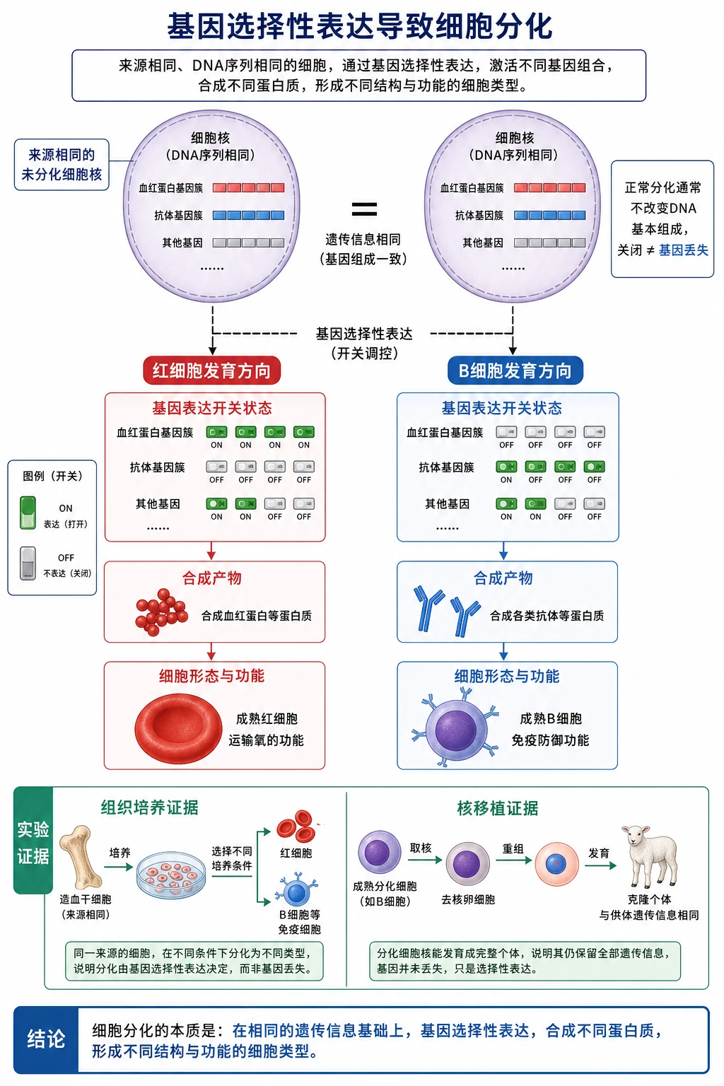 图05:补充知识图(非教材原图)——“基因选择性表达导致细胞分化