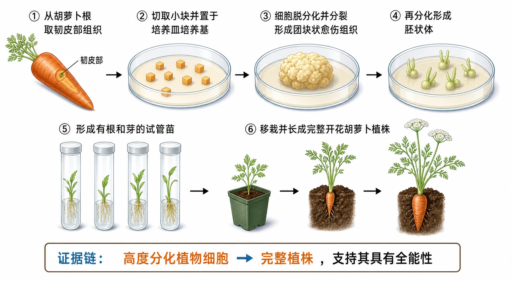 图06:教材“胡萝卜经组织培养产生完整植株”源图重绘——“植物细