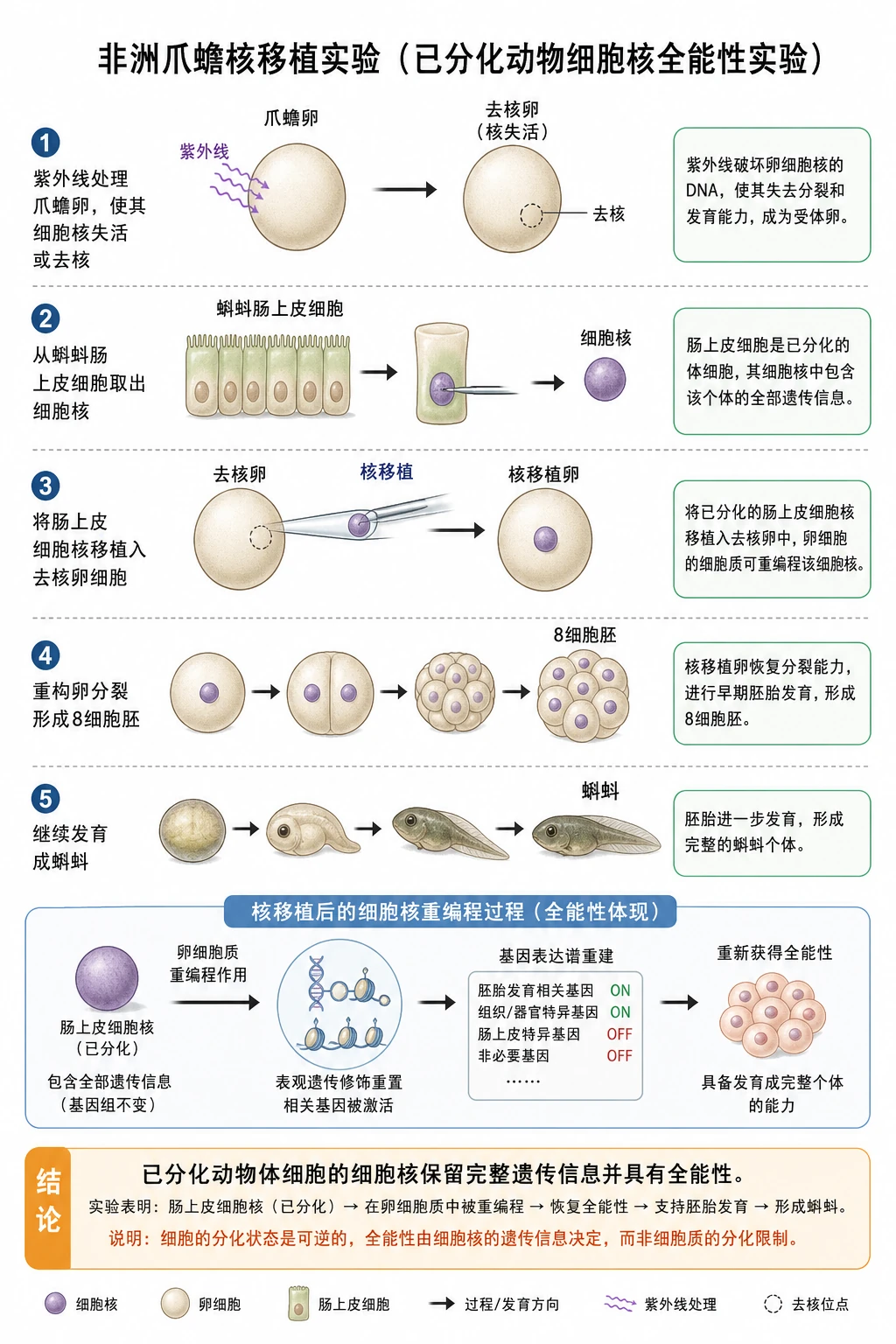 图08:教材“非洲爪蟾核移植”源图重绘——“已分化动物细胞核全能