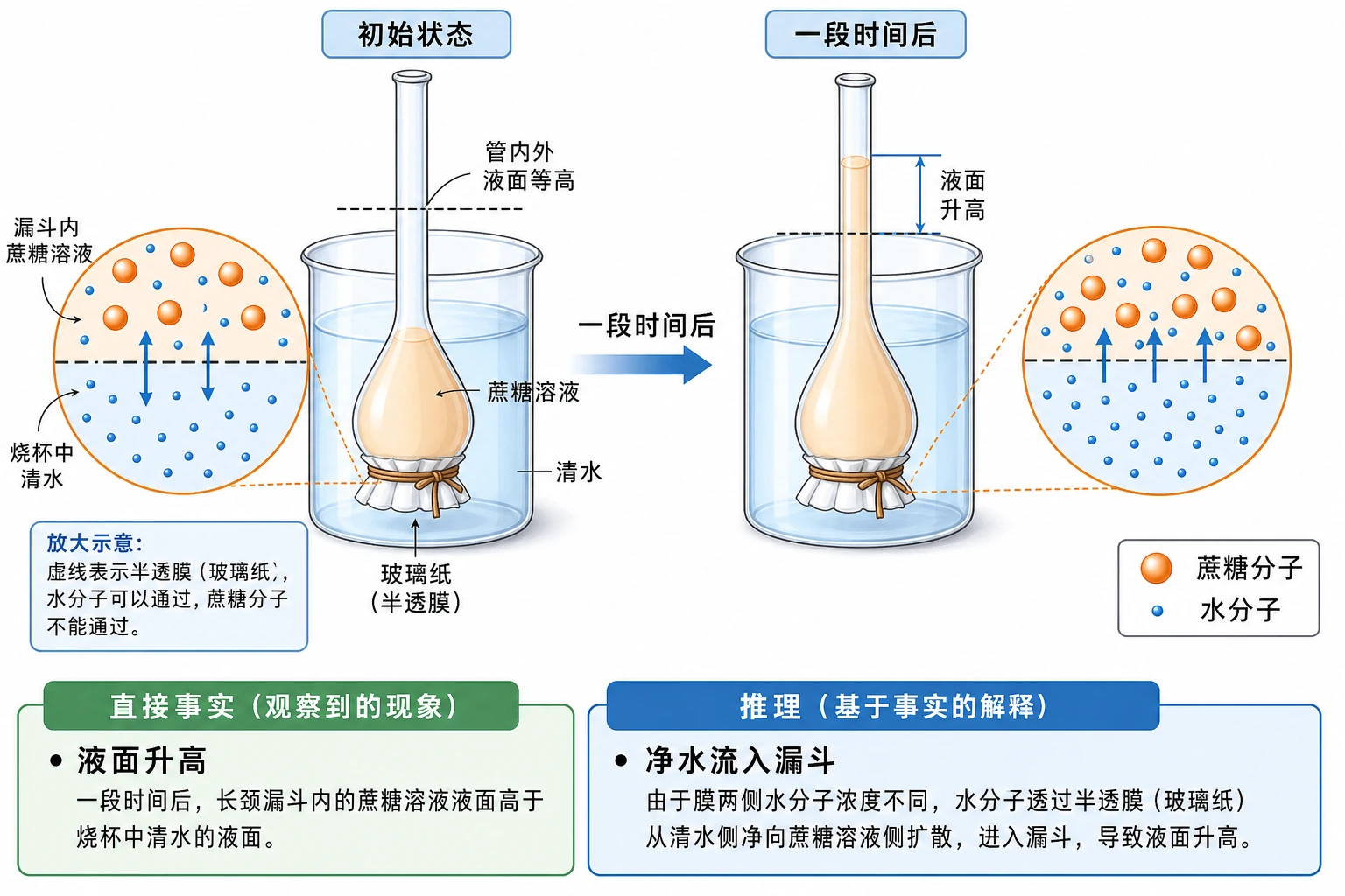 图02:教材“问题探讨”源图重绘——“渗透现象示意图”