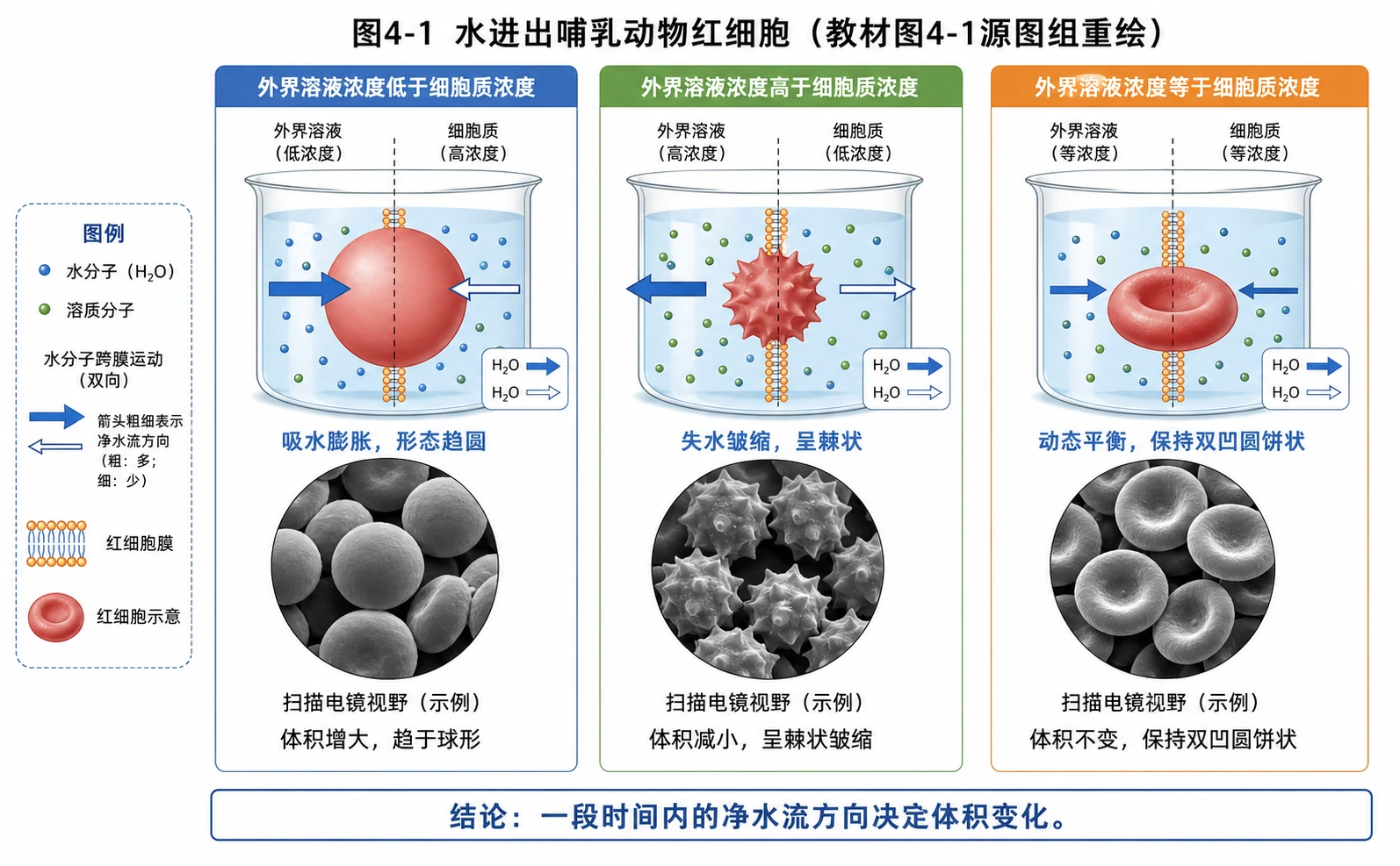 图03:教材图4-1源图组重绘——“水进出哺乳动物红细胞”