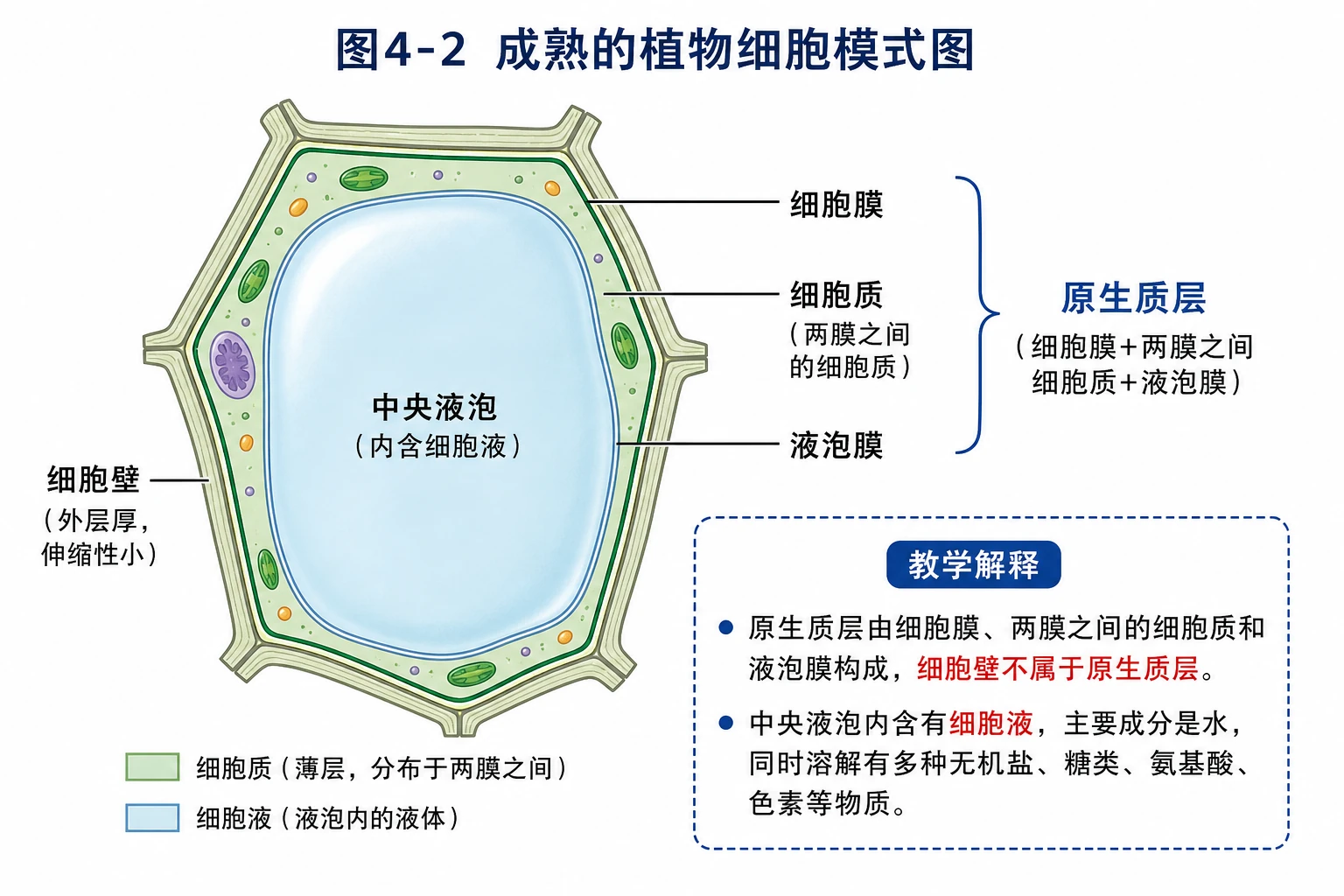图04:教材图4-2源图重绘——“成熟的植物细胞模式图”