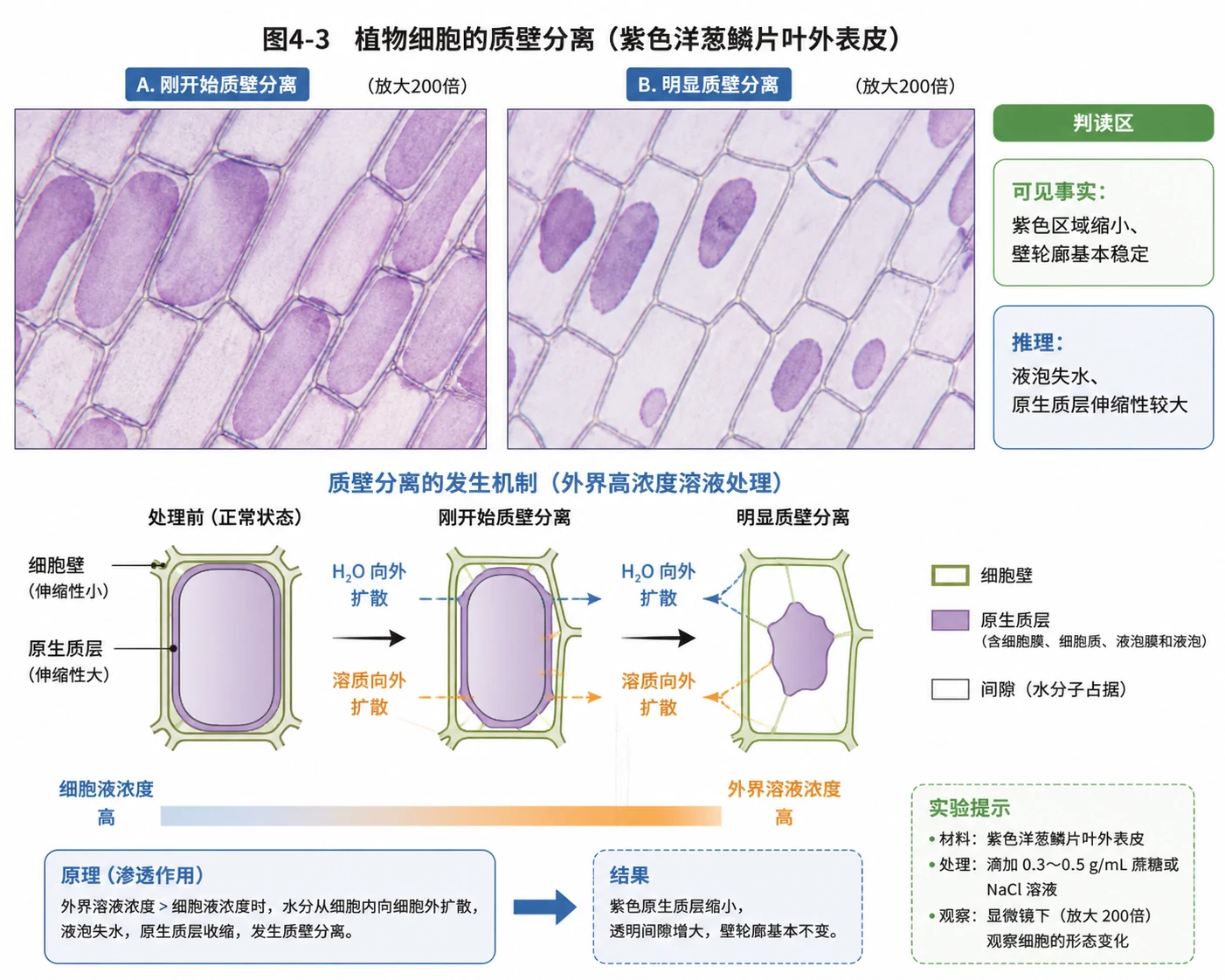 图05:教材图4-3源图组重绘——“植物细胞的质壁分离”