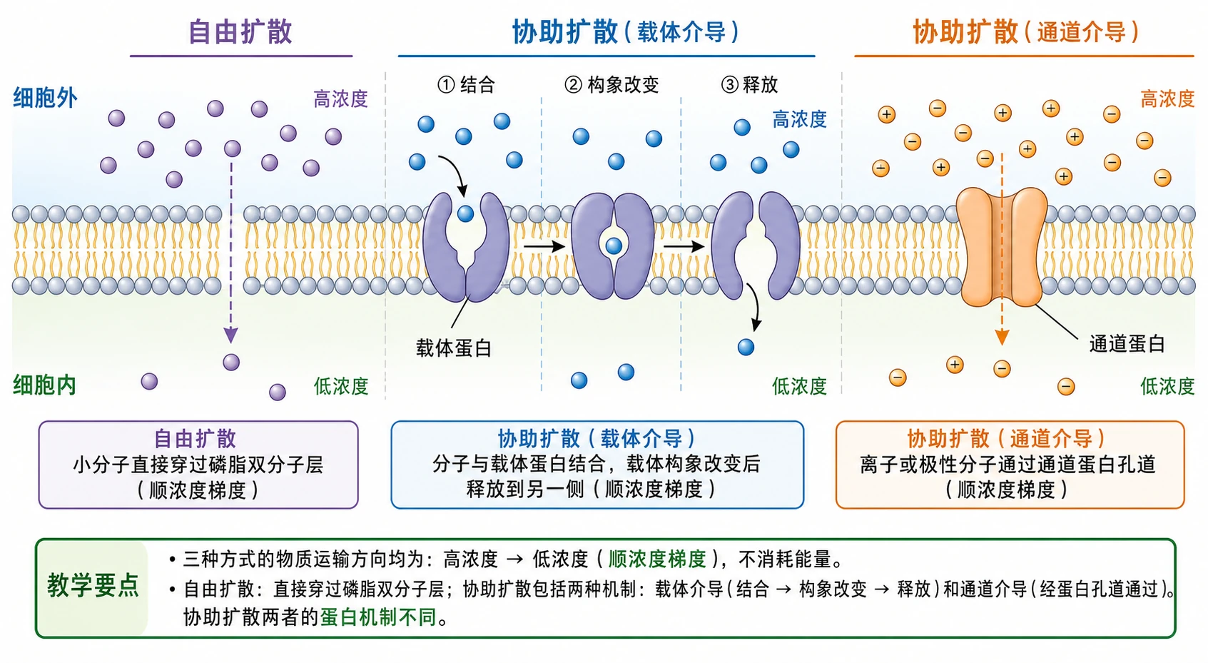 图07:教材图4-4源图重绘——“自由扩散和协助扩散示意图”