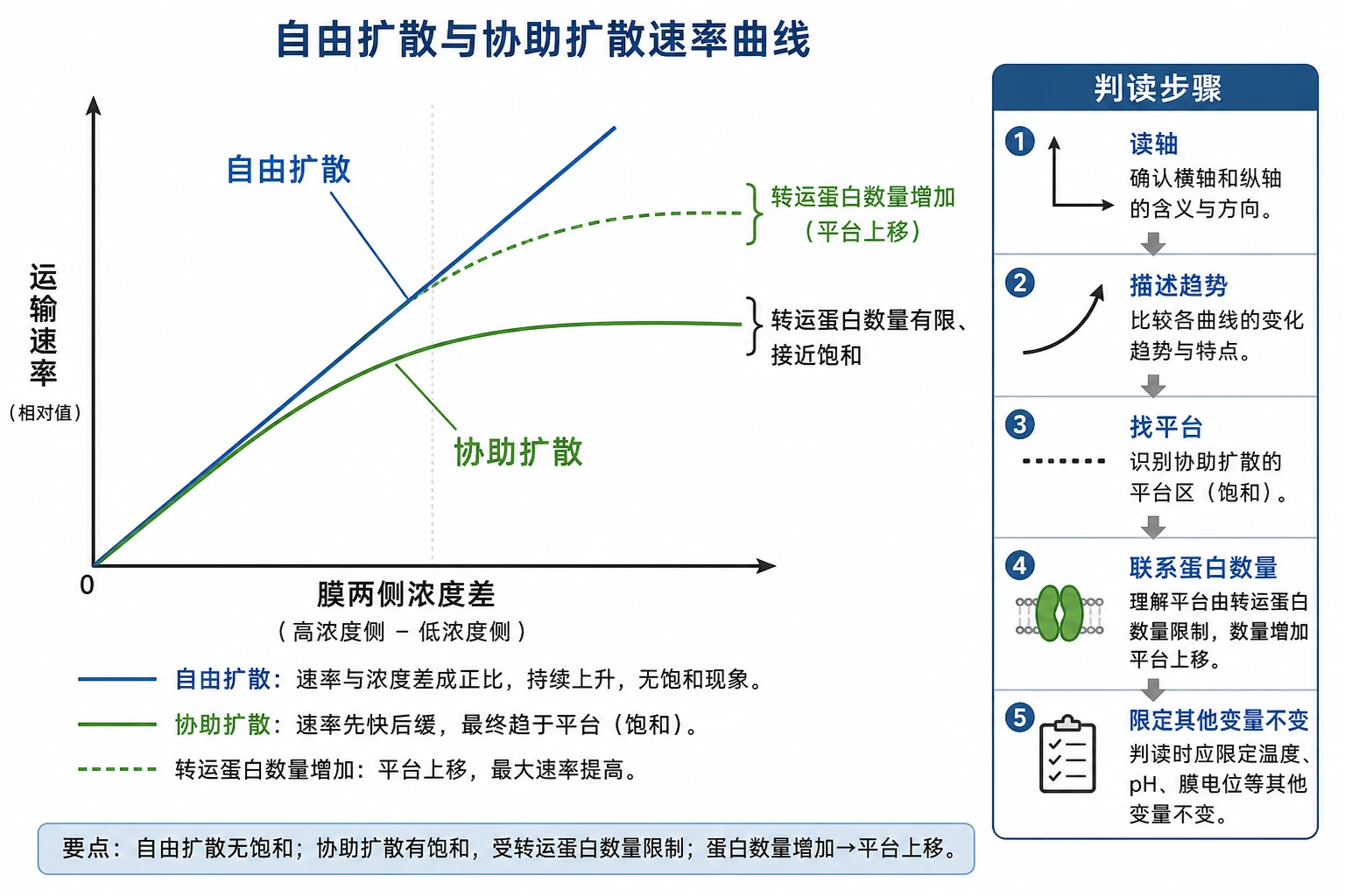 图10:补充知识图(非教材原图)——“自由扩散与协助扩散速率曲线